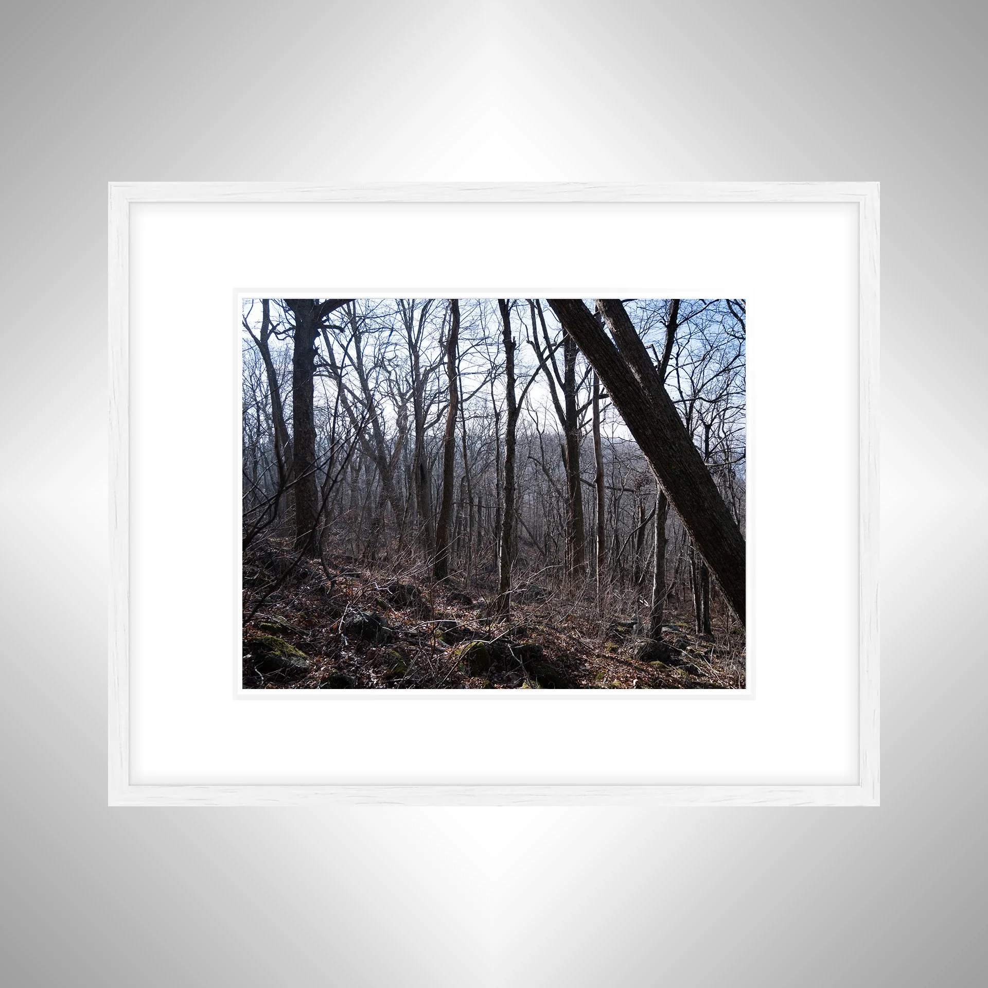 1:1 Shenandoah Trees- White w: Border.jpg