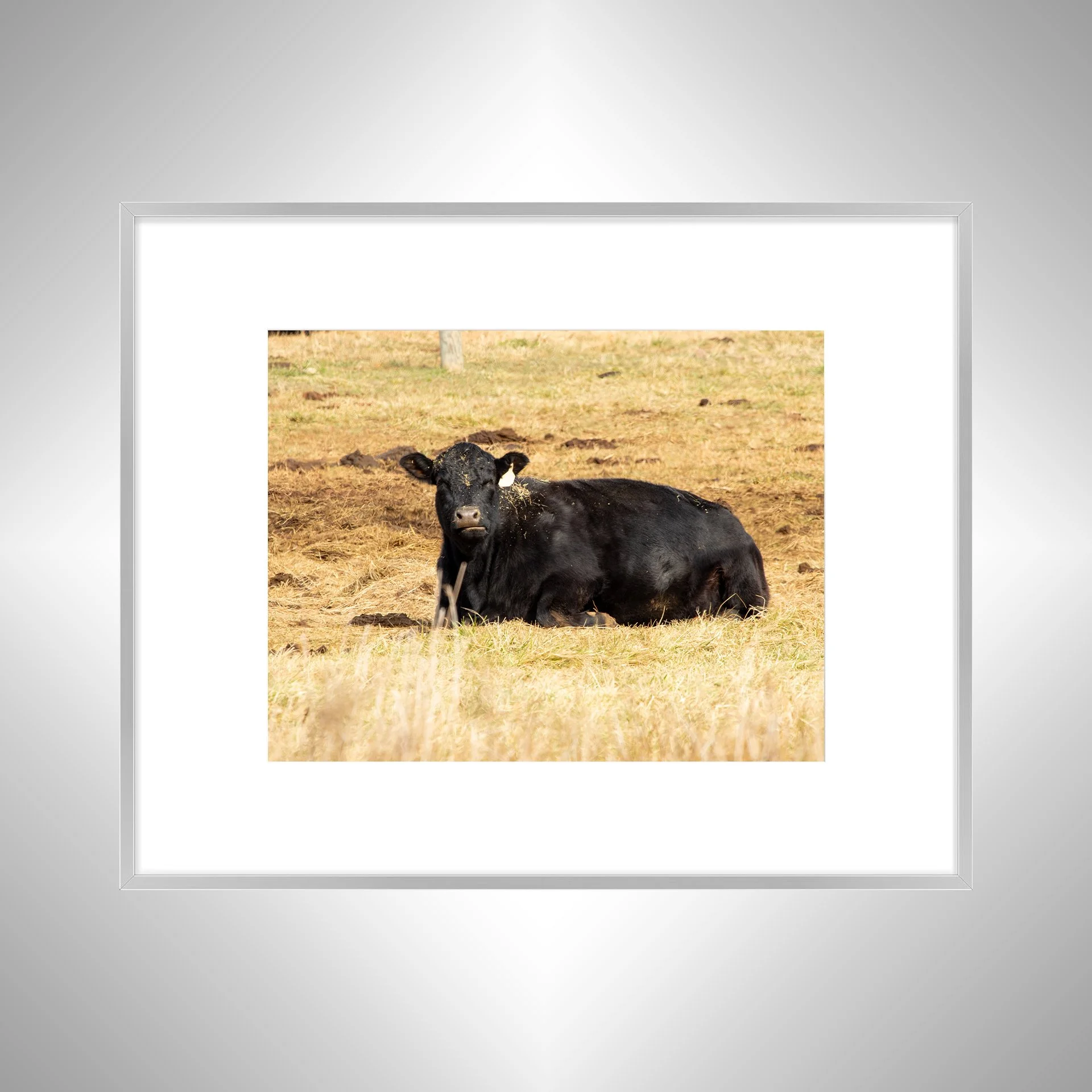 1:1 Dirty Cow Grazing- Silver Metal w: Border.jpg