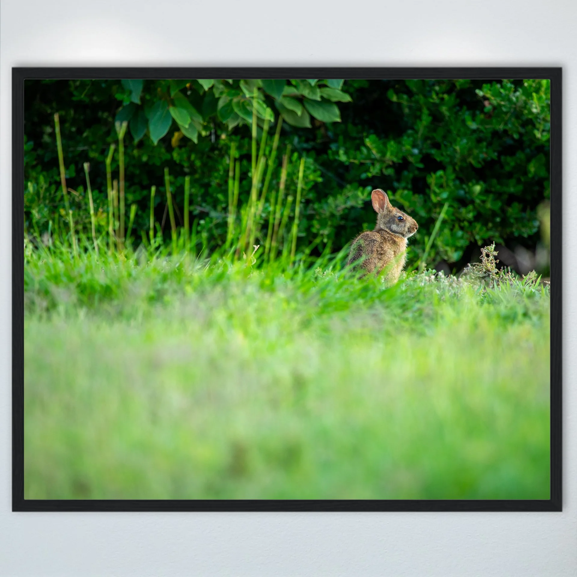 1:1 Dune Bunny in Duck, NC- Wood.jpg