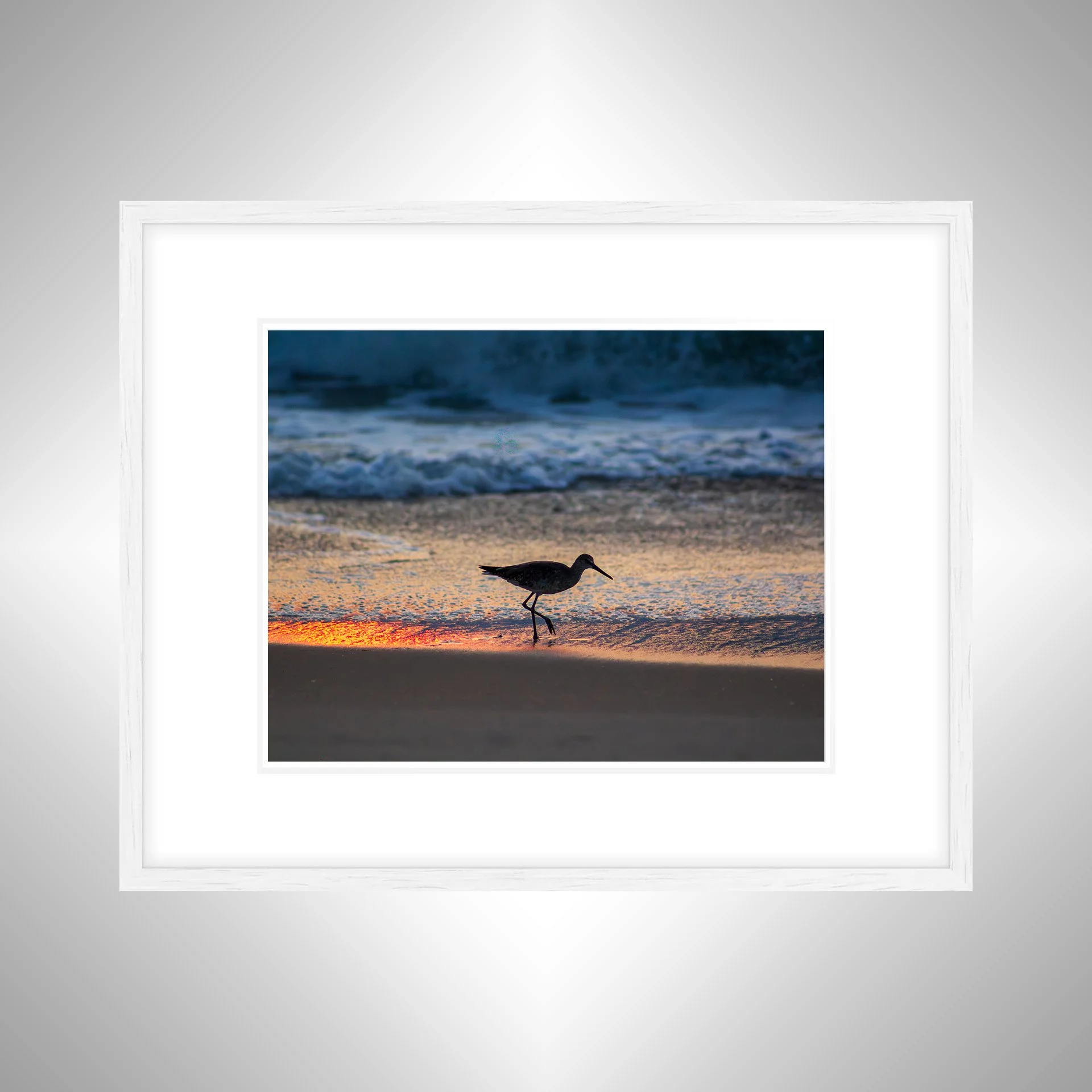 1:1 Willet Step- White w: Border.jpg