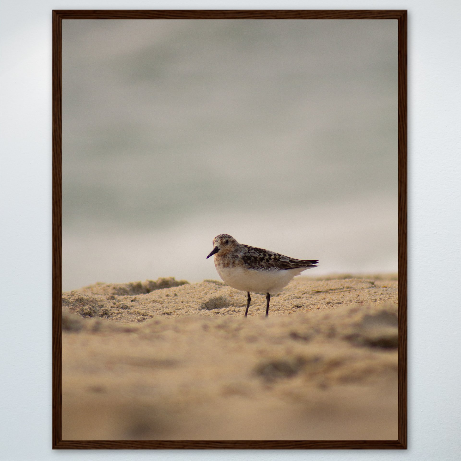 1:10 Sanderling Photoshoot in Rodanthe- Wood.jpg