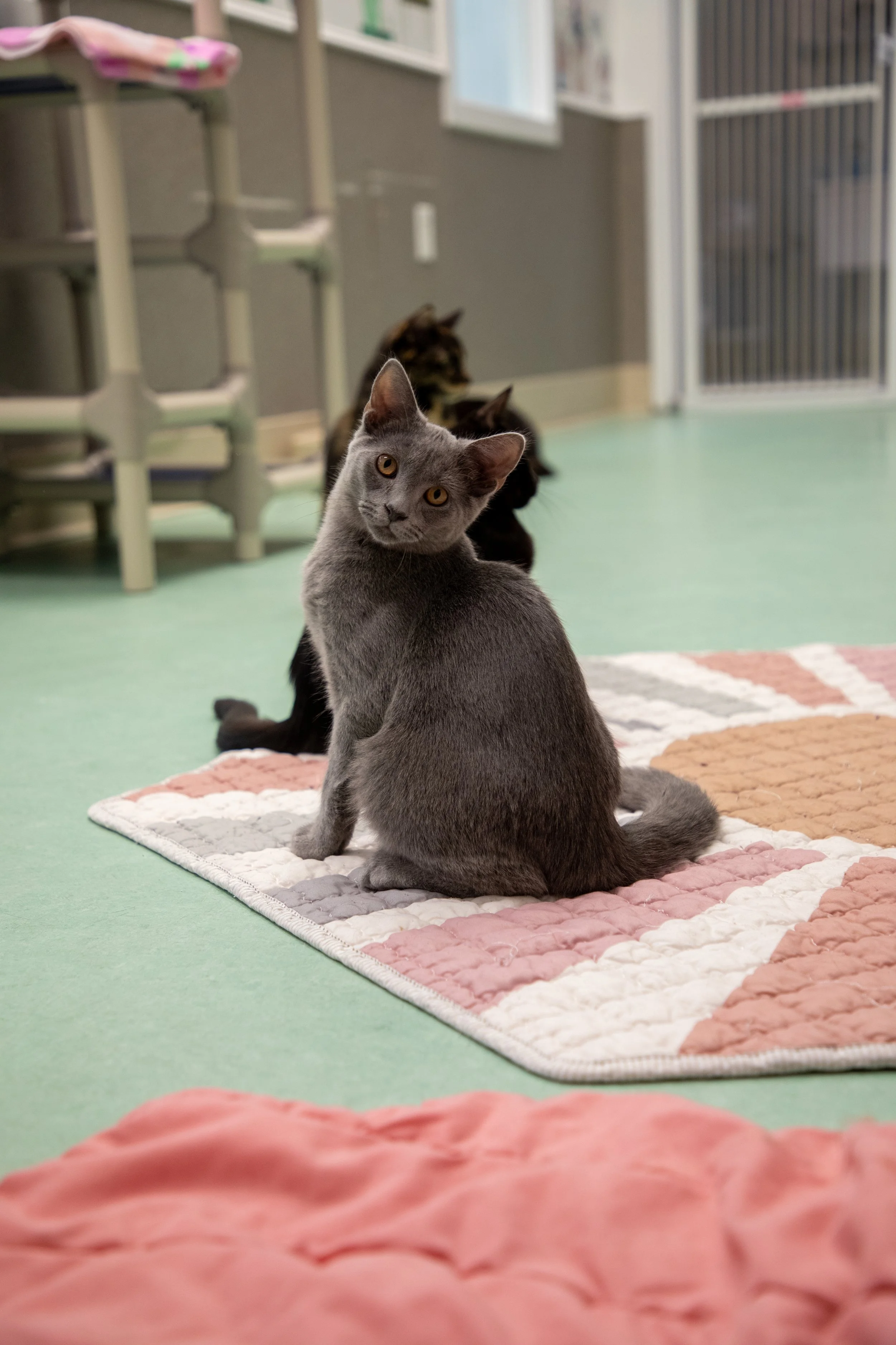 Will Locke Pet Photography- Hope For Life 12:28:2025 87.jpg