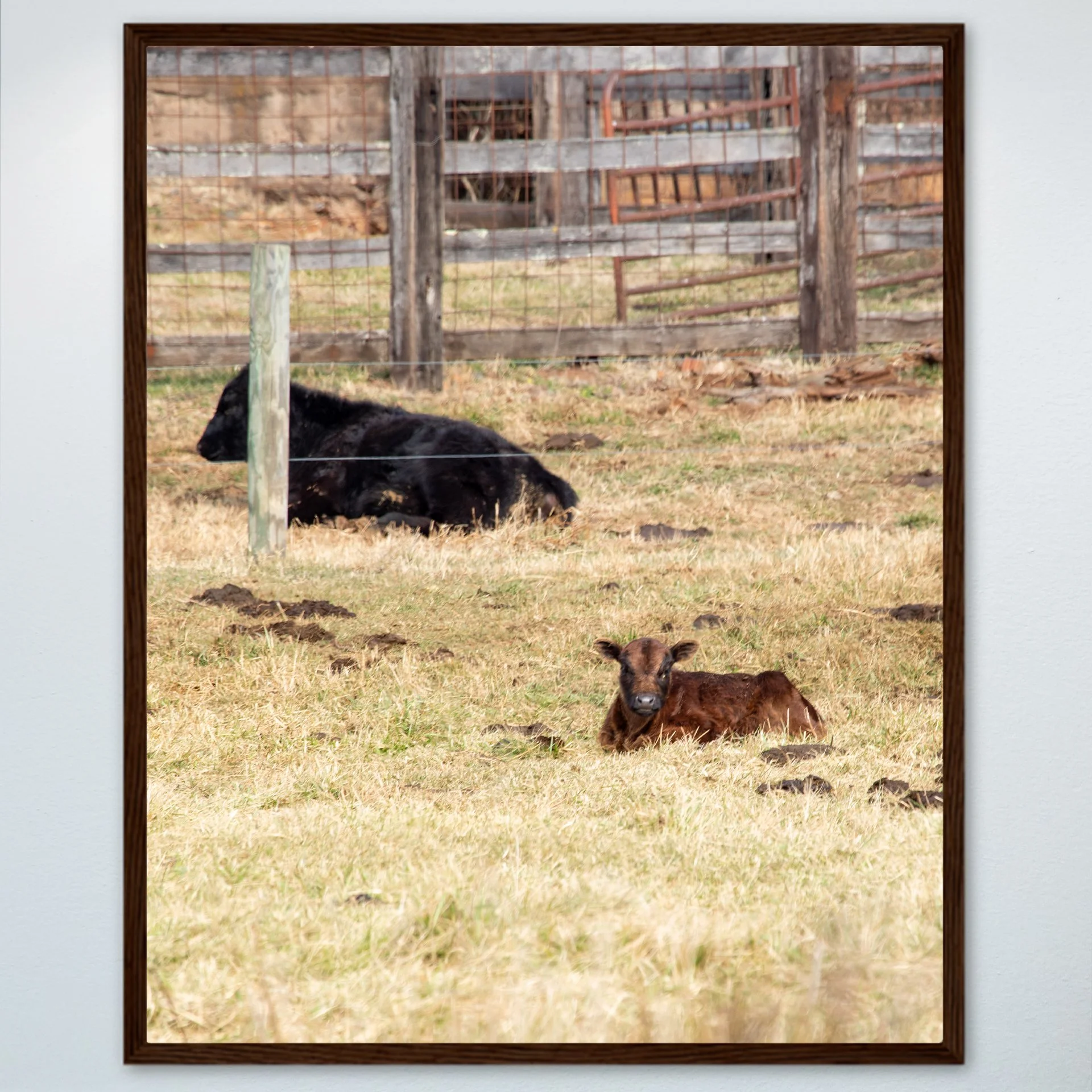 1:1 Calf Lying- Wood w: Border.jpg