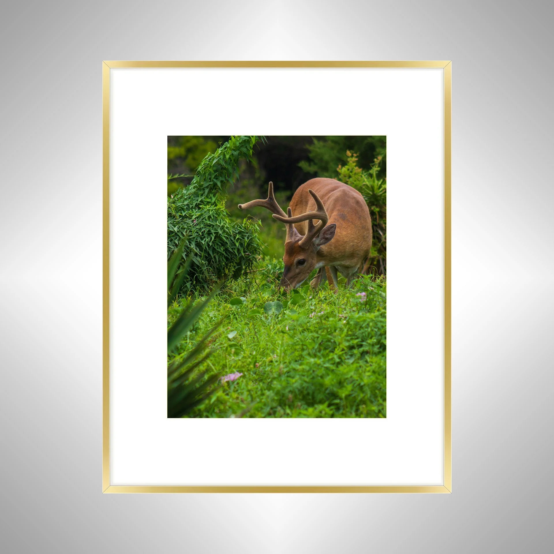 1:1 Hatteras Deer Antlers- Gold Metal w: Border.jpg