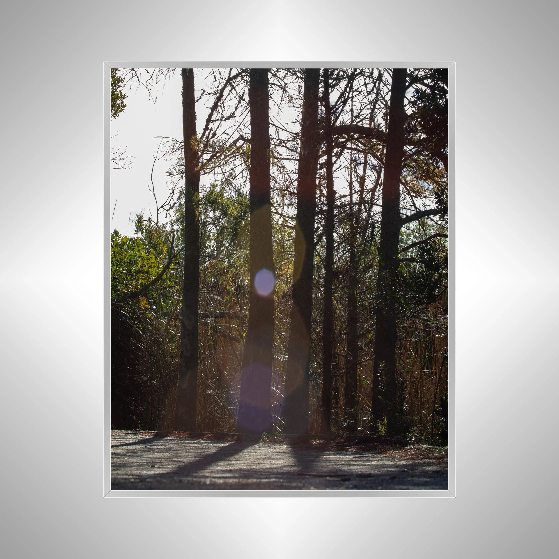 1:1 Back Bay Sun Glare & Trees- Silver Metal.jpg