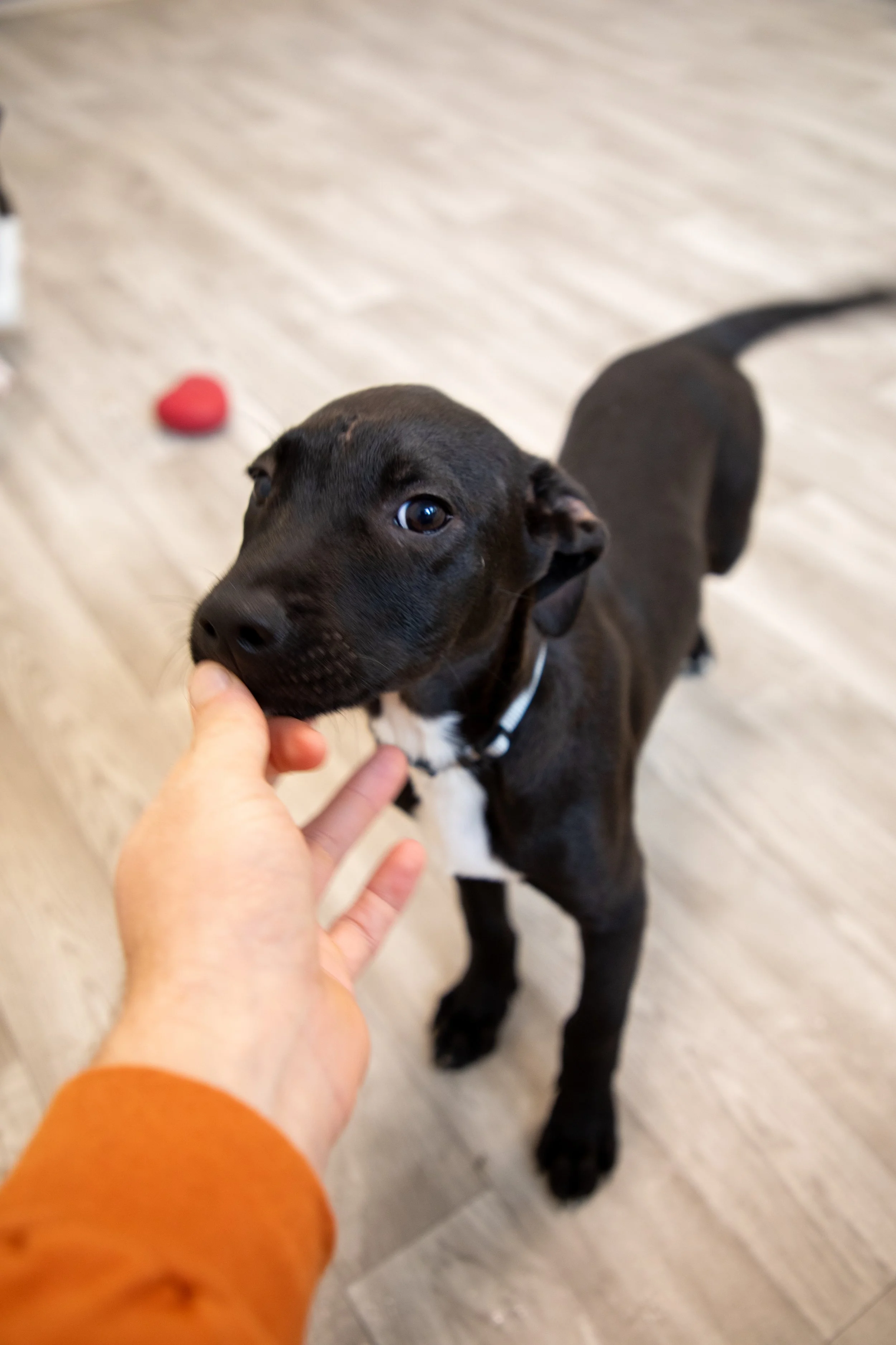 Will Locke Pet Photography- HopeForLife Unwatermarked1.jpg