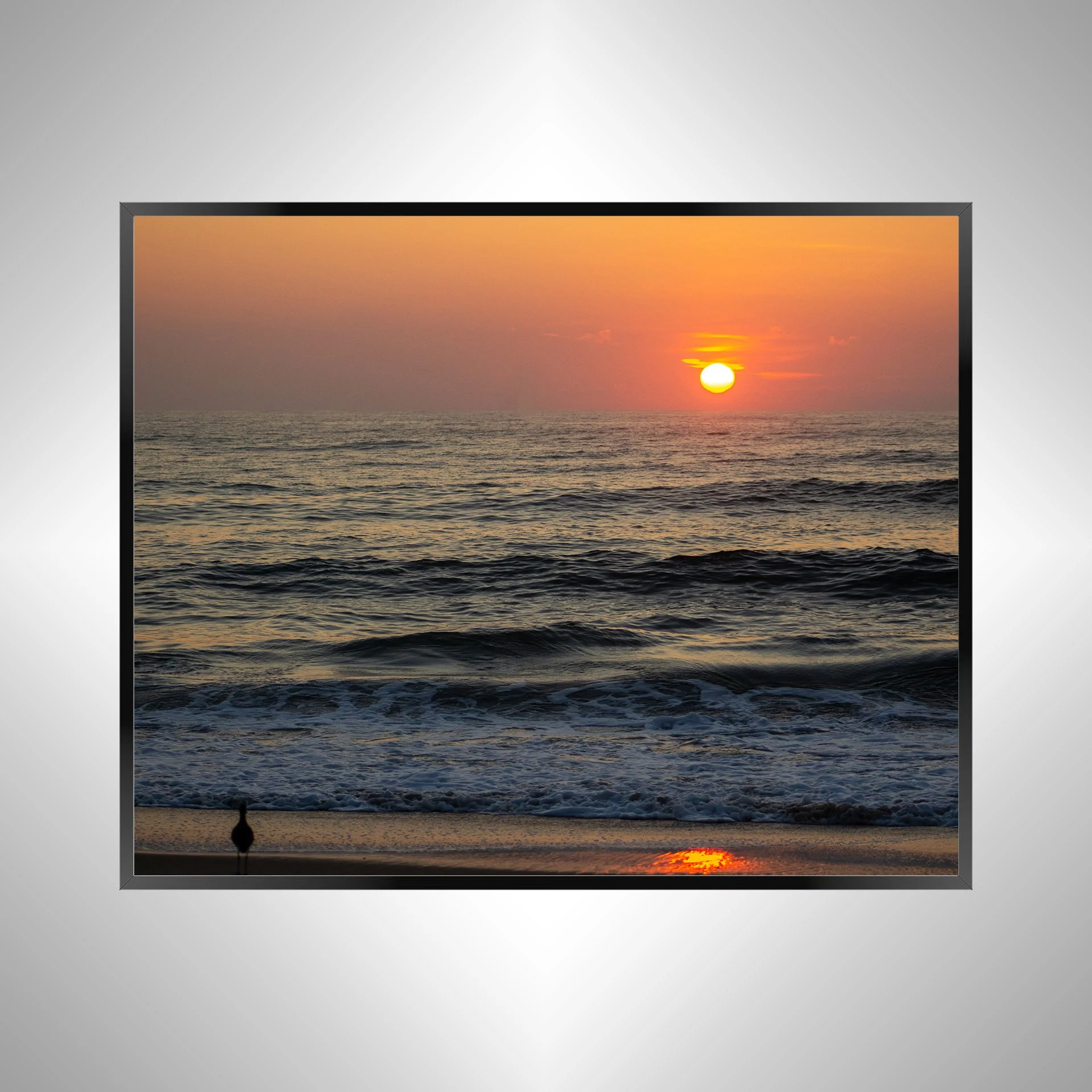 1/1 Willet Watching Sunrise
