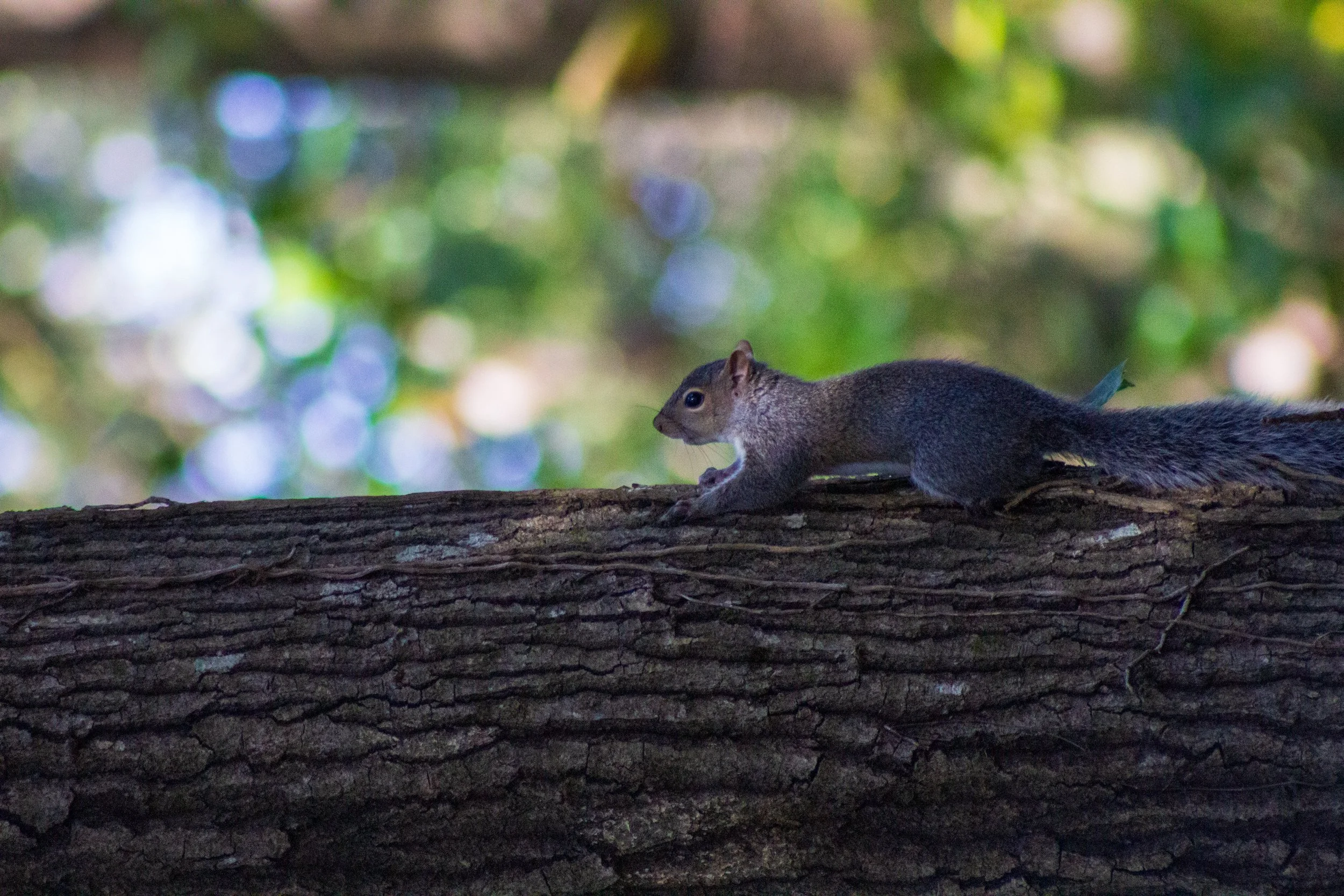 1:1 Squirrel's World.jpg