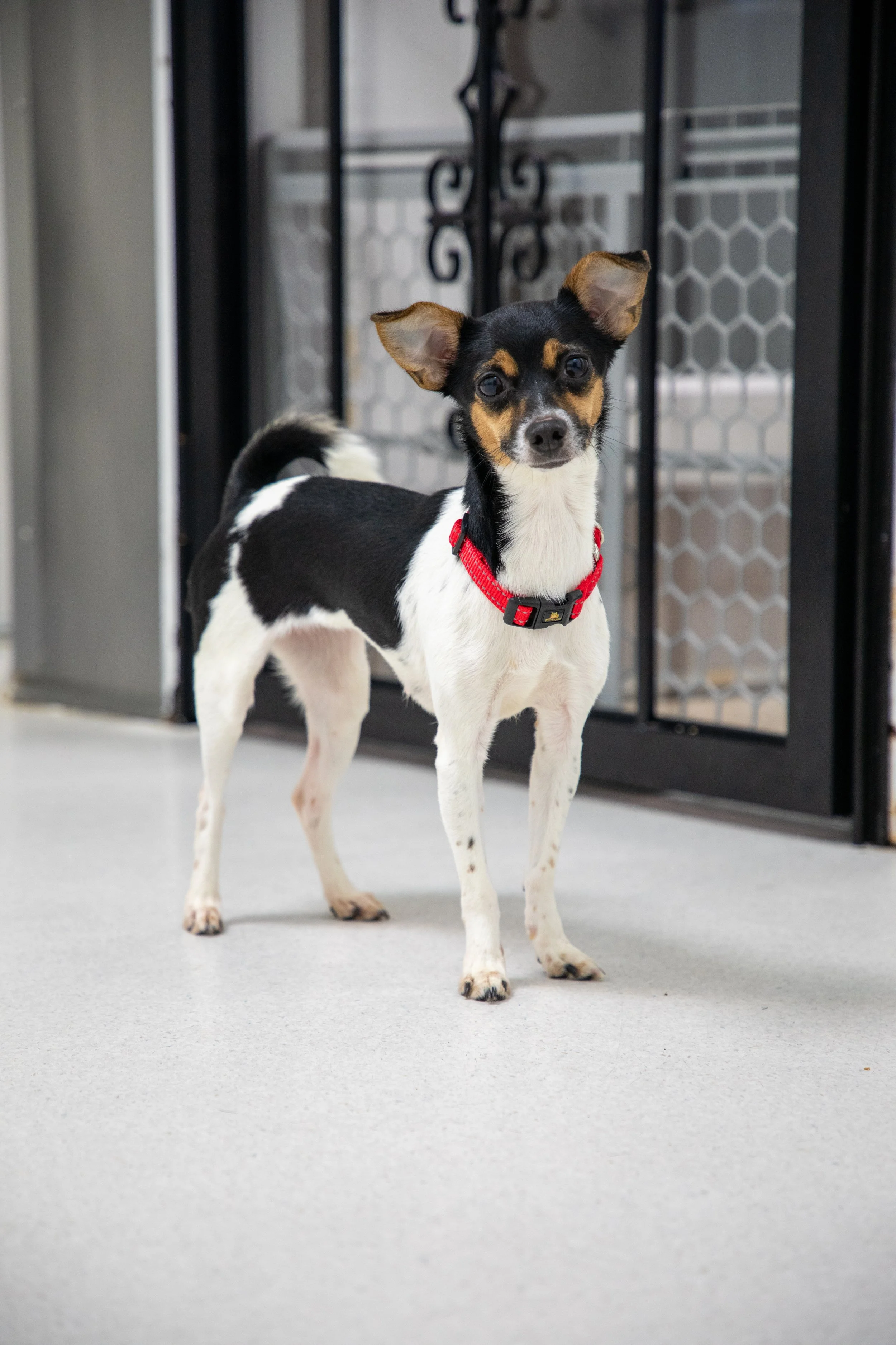 Will Locke Pet Photography- HopeForLife Unwatermarked21.jpg