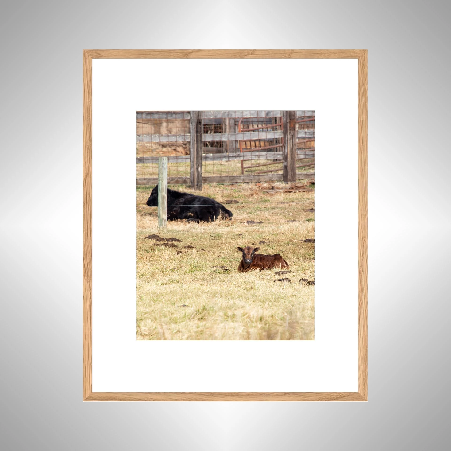 1:1 Calf Lying- White Wood w: Border copy NATTY.jpg
