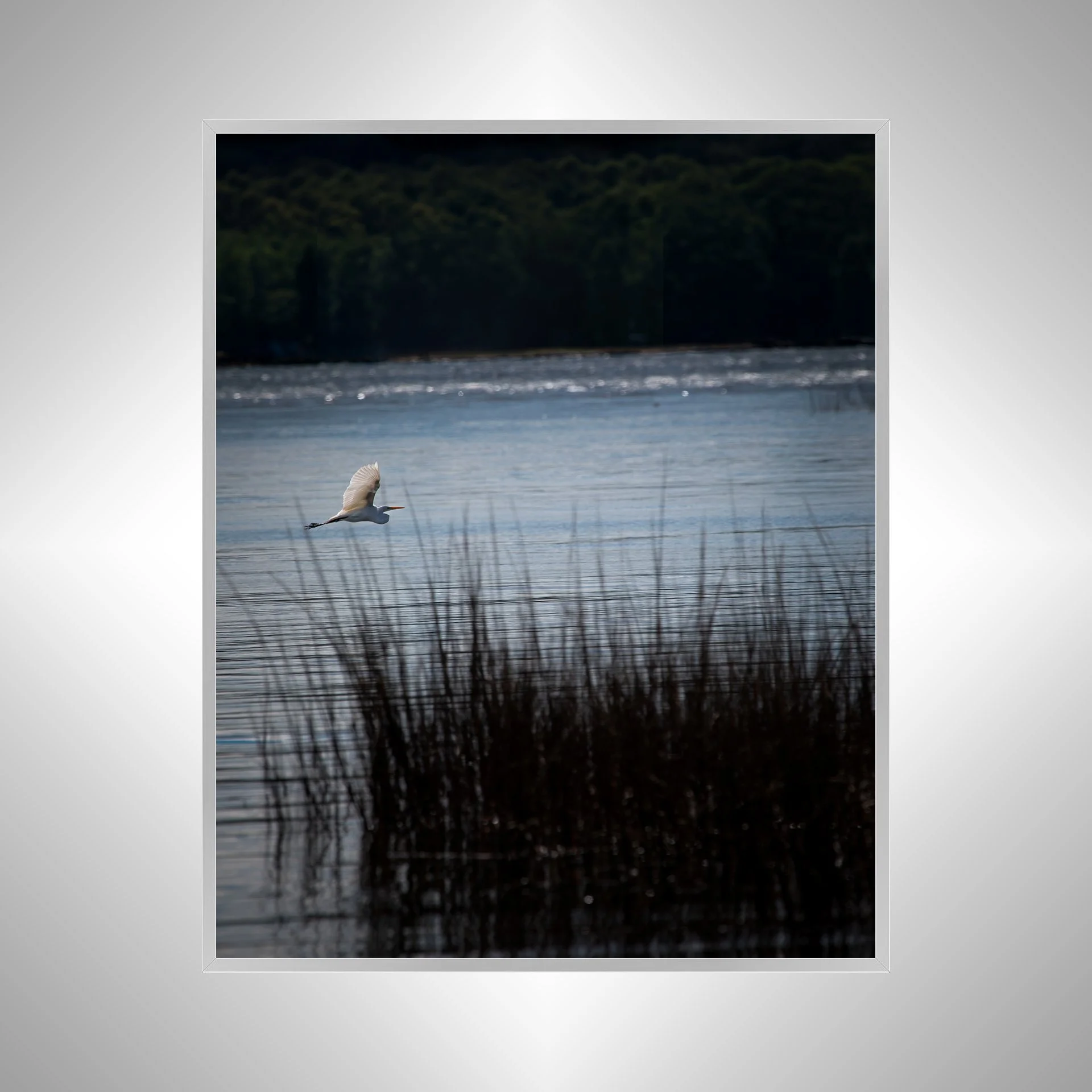 1:1 Egret Flying on Lafayette River- Silver Metal.jpg