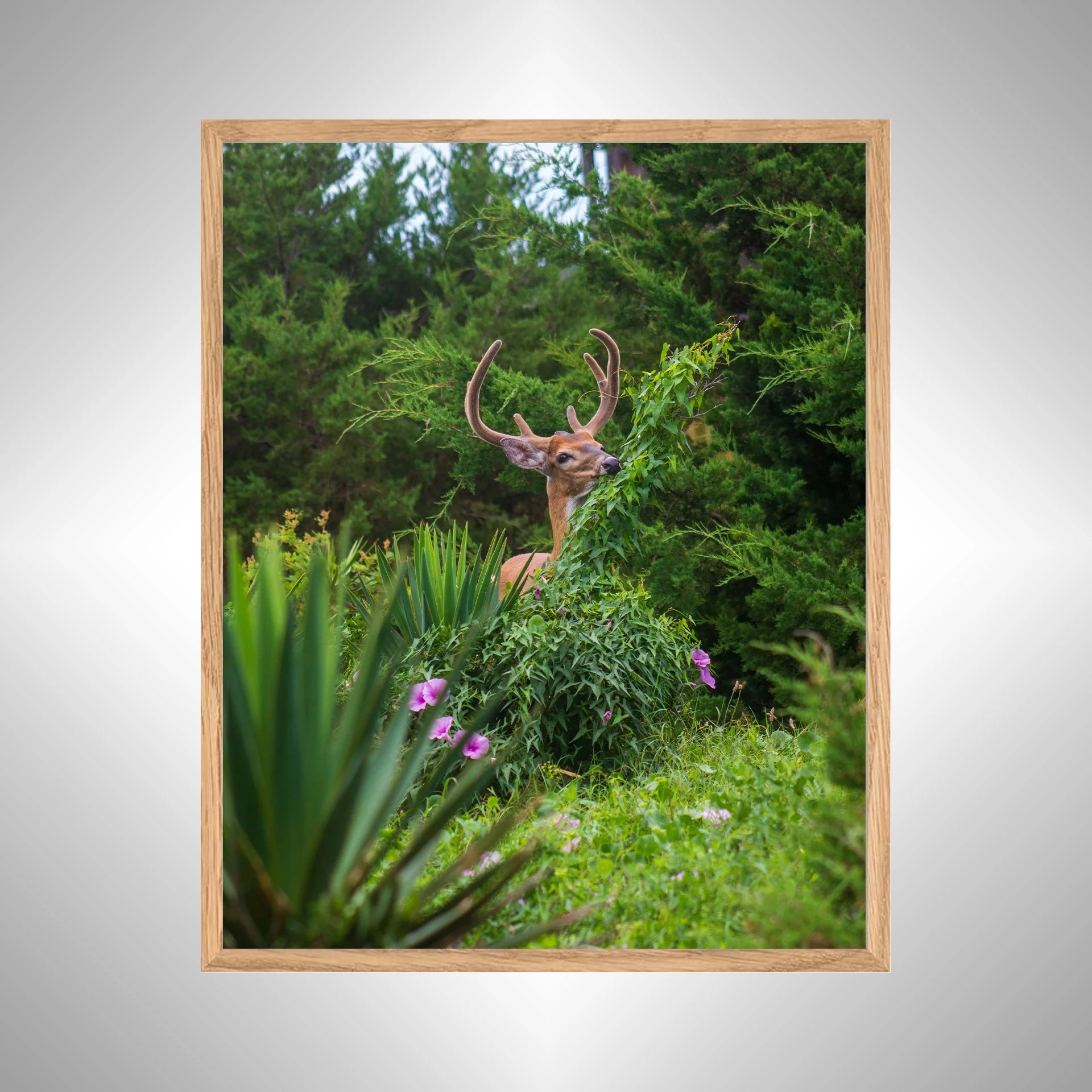 1:1 Deer Eating in Rodanthe- White Wood copy NATTY.jpg