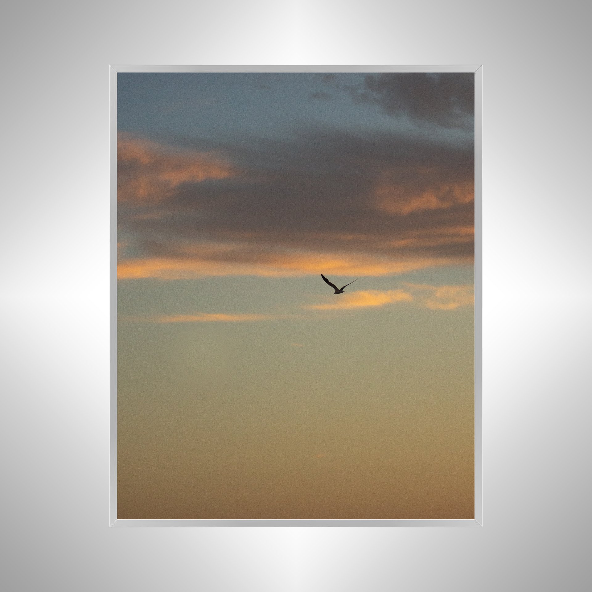 1:10 Seagull Soaring Gradient- Silver.jpg