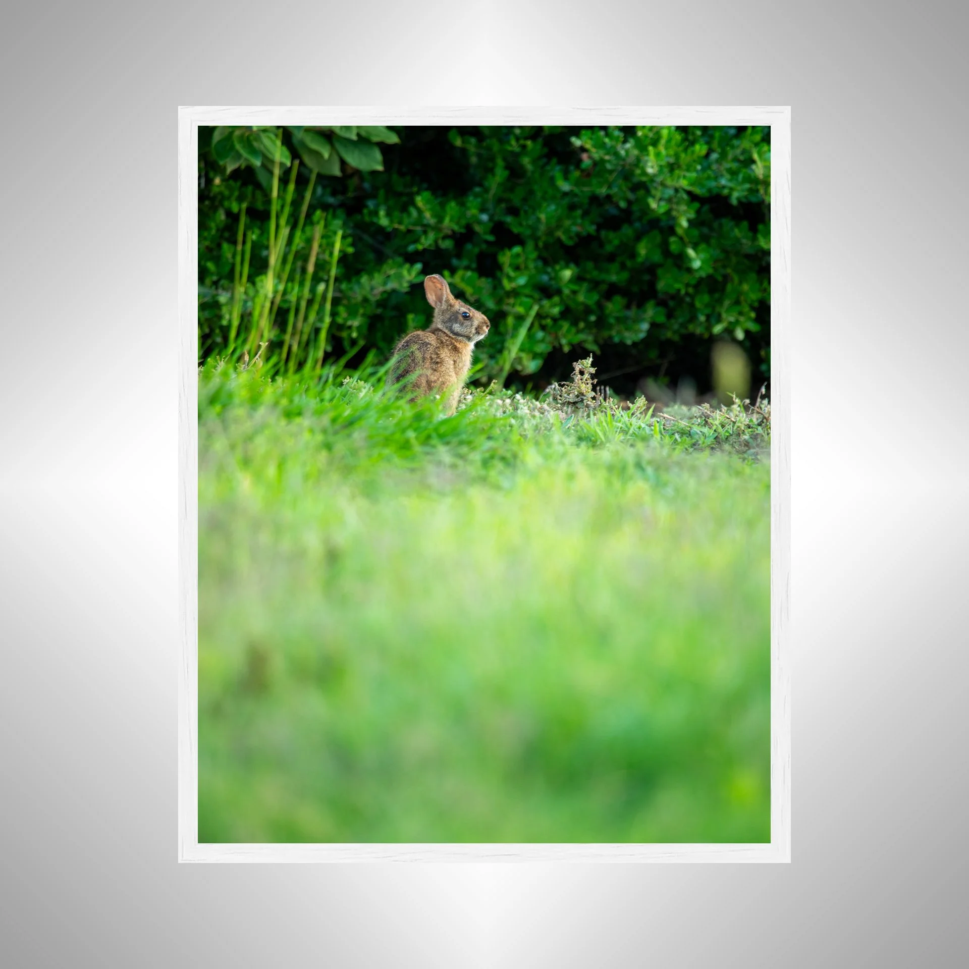 1:1 Dune Bunny in Duck, NC (Portrait)- White Wood.jpg