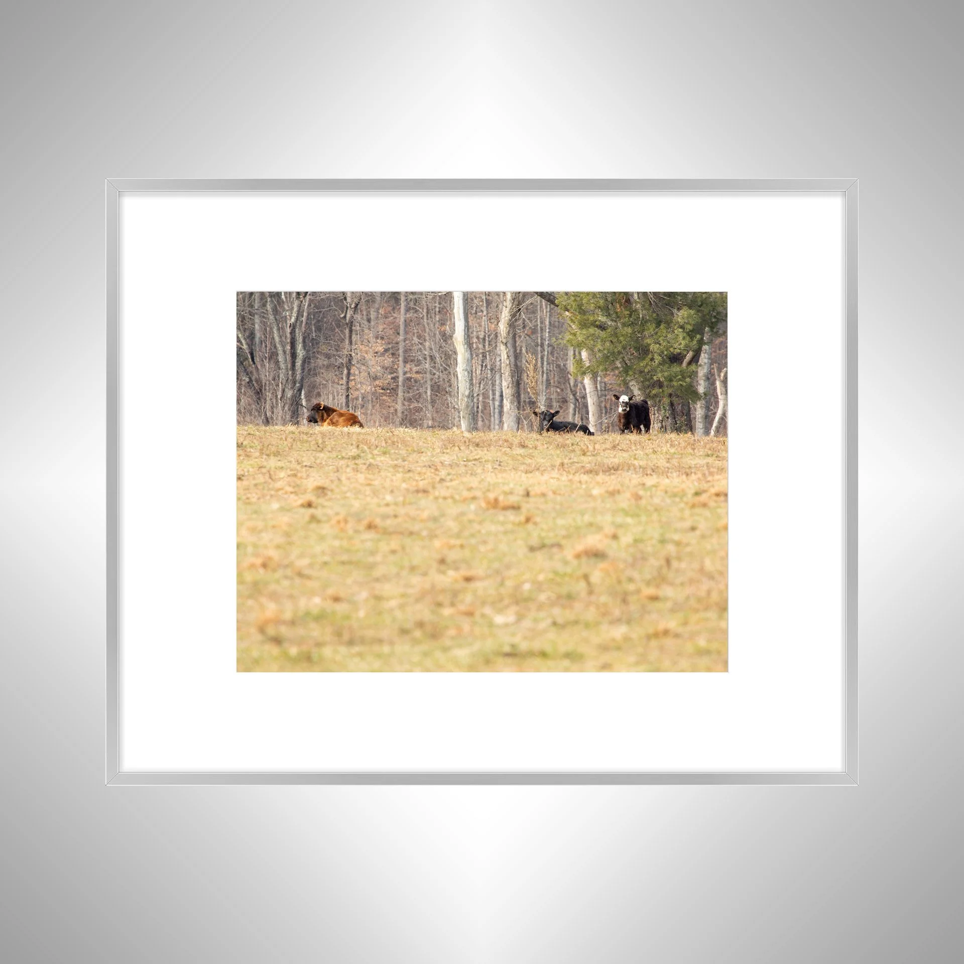 1:10 Cows on Shenandoah Hill Silver w: Border.jpg