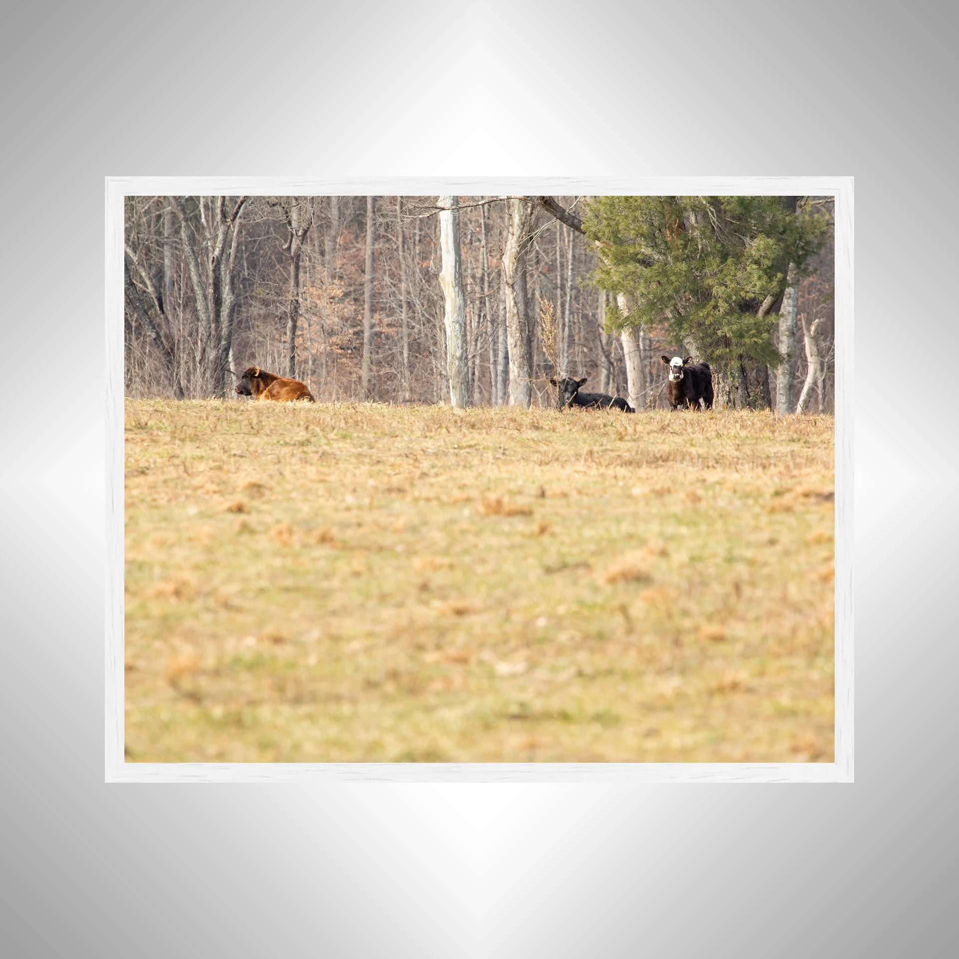 1:10 Cows on Shenandoah Hill- White.jpg