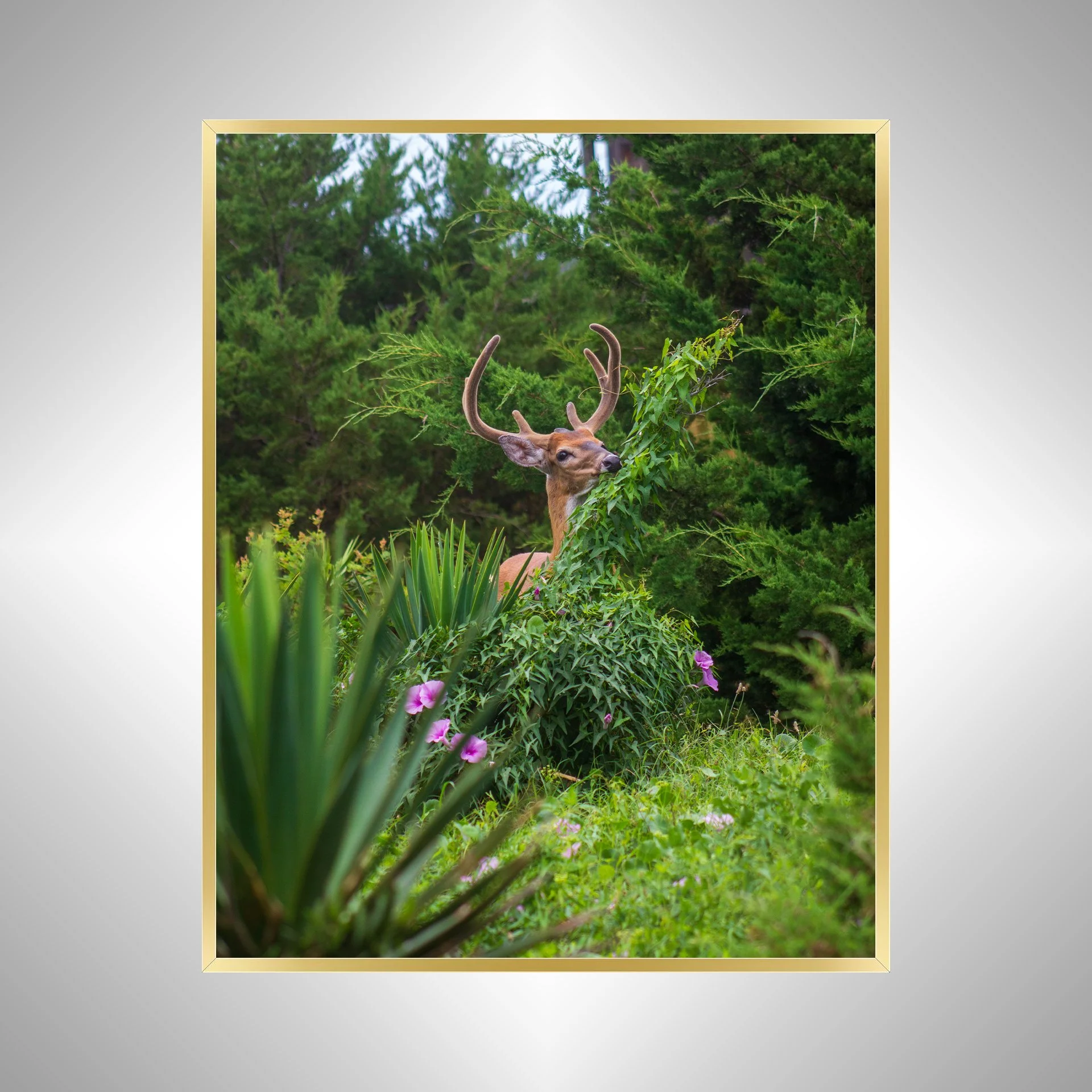 1:1 Deer Eating in Rodanthe- Gold Metal.jpg