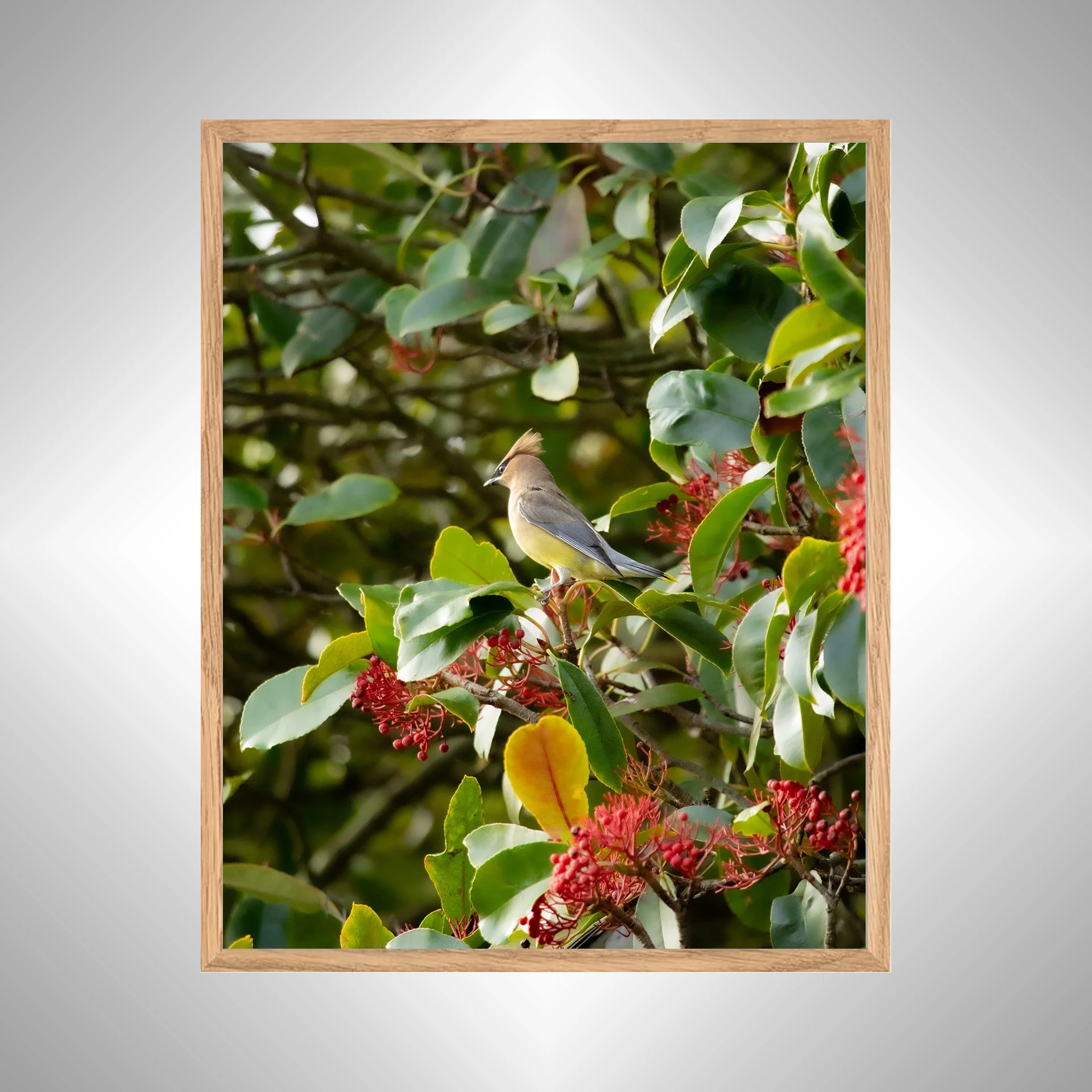 1:10 Cedar Waxwing Perched- White copy NATTY.jpg