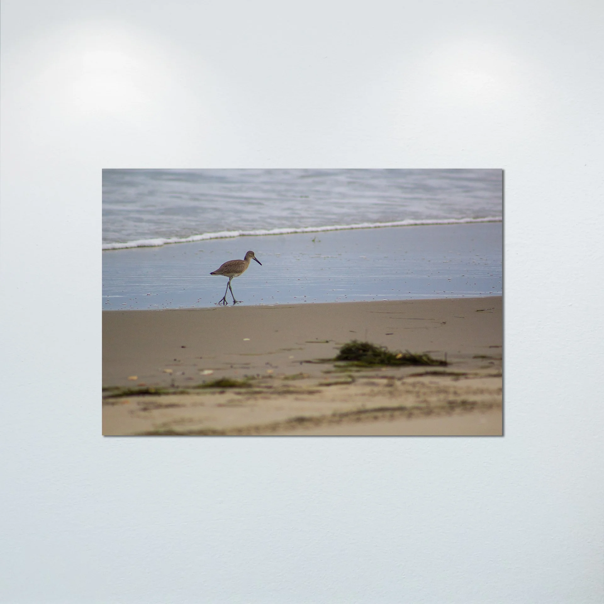 1:1 Willet Walking on Beach- Poster & Canvas.jpg
