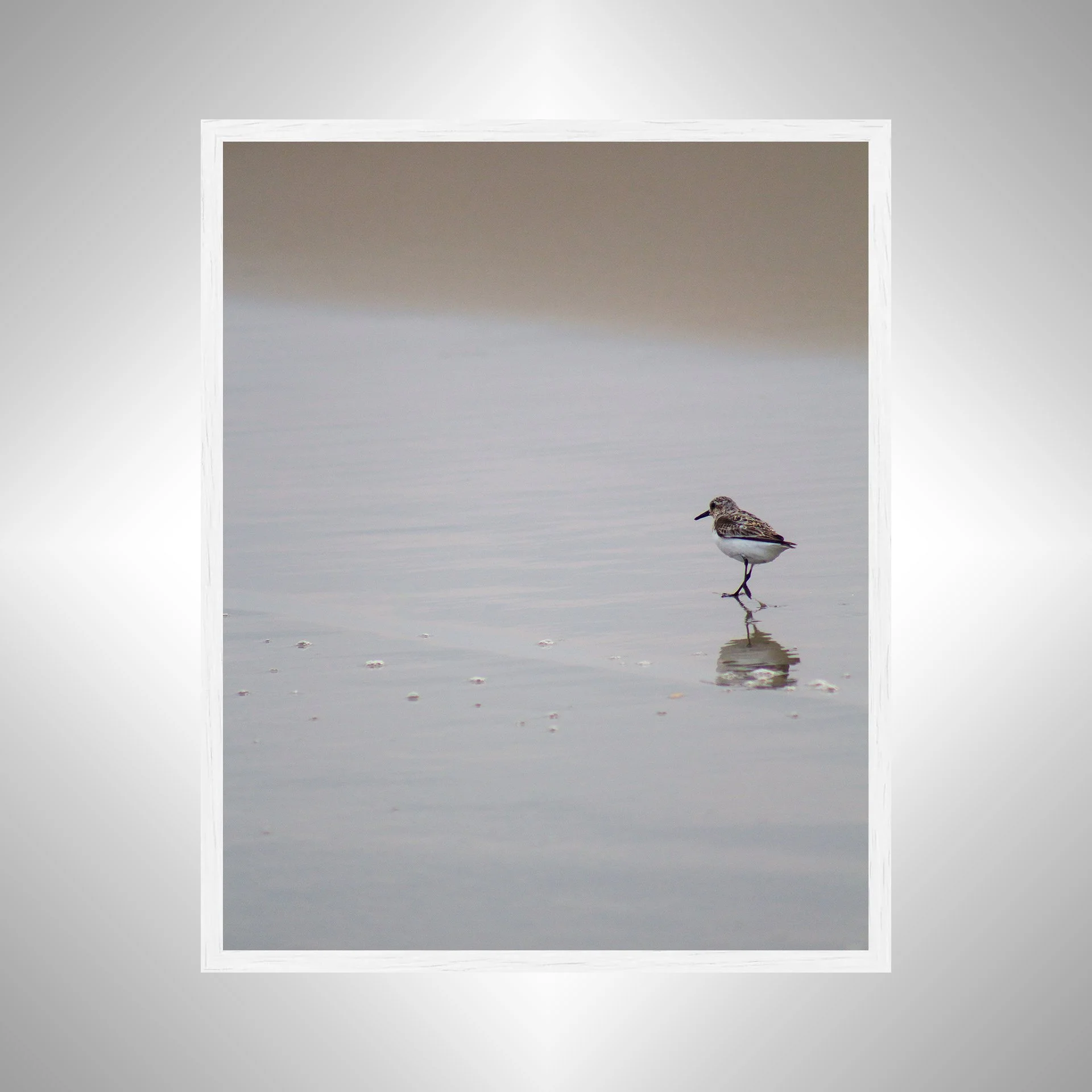 1:1 Sanderling Reflection- White.jpg