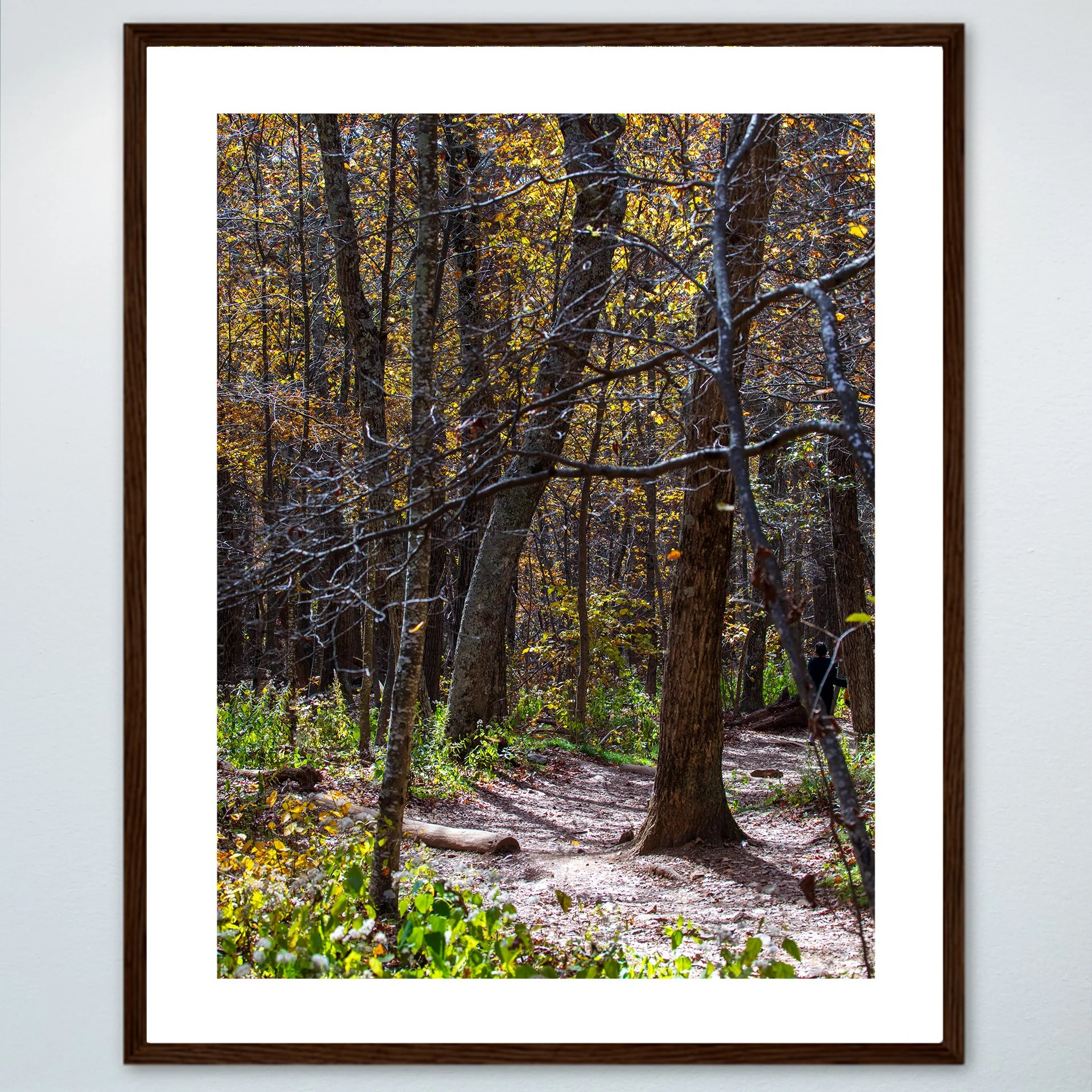 1:1 Shenandoah National Park Tree Trail- Wood w: Border.jpg