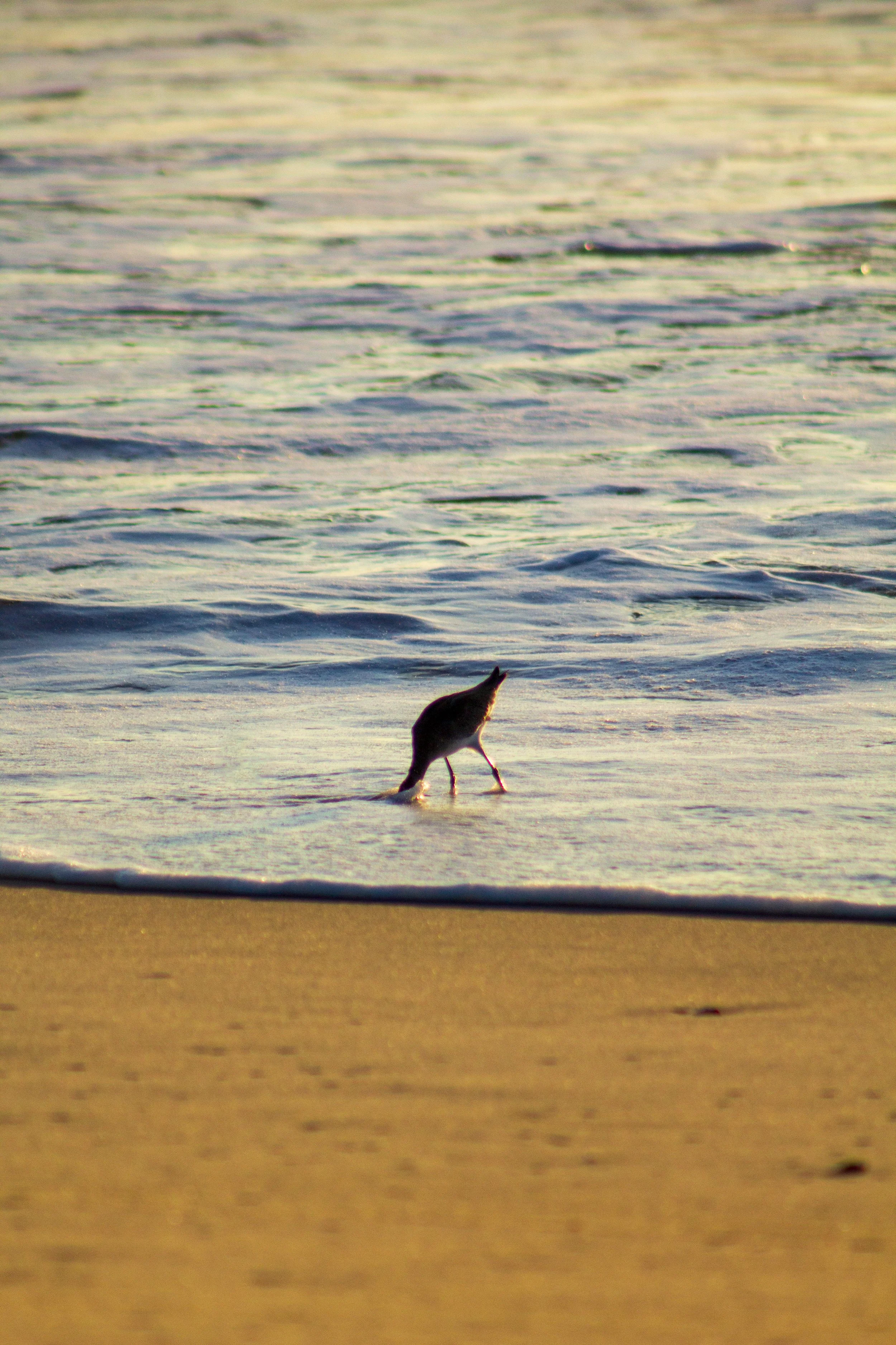 1:1 Willet Hunting.jpg