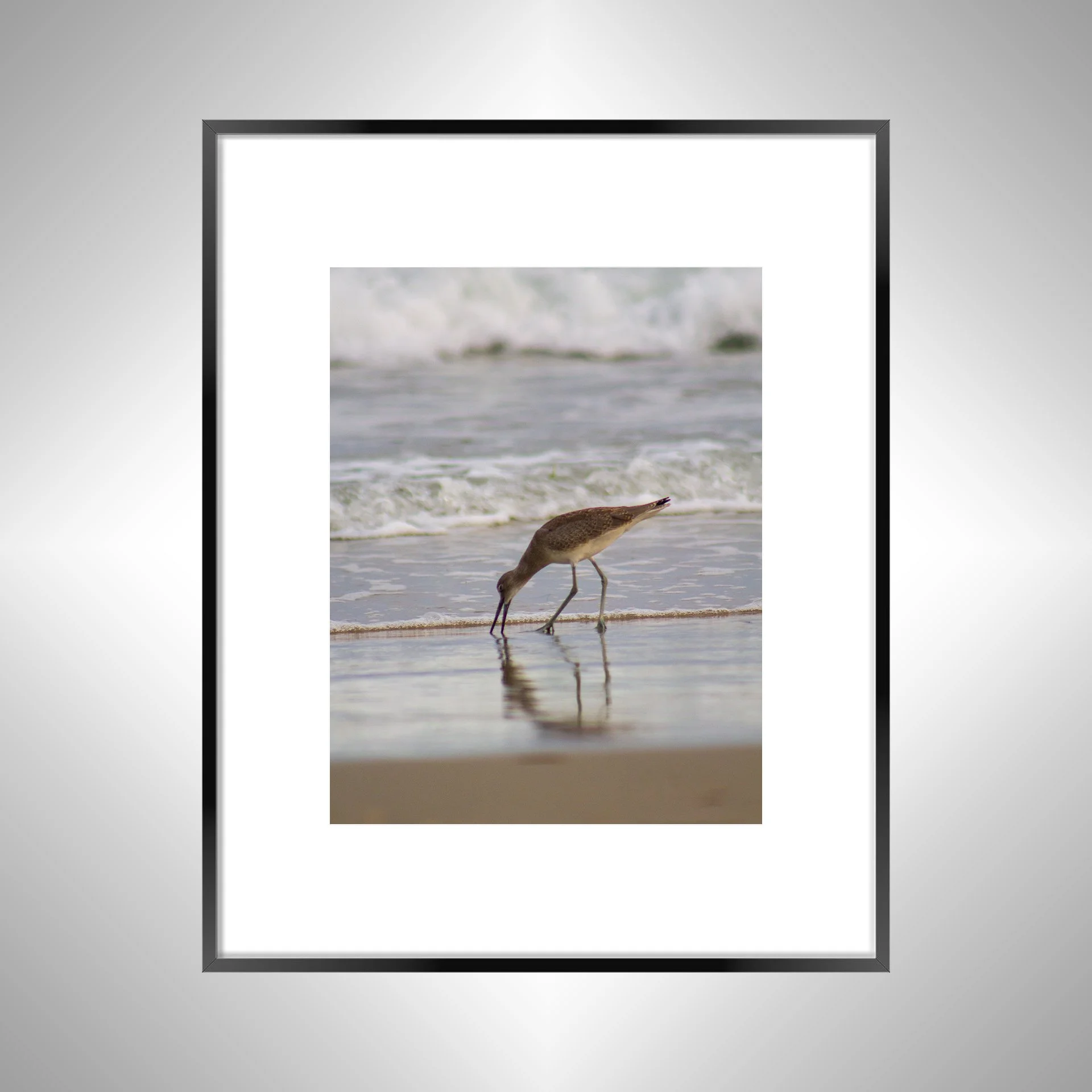 1:1 Willet Eating Reflection- Black w: Border.jpg