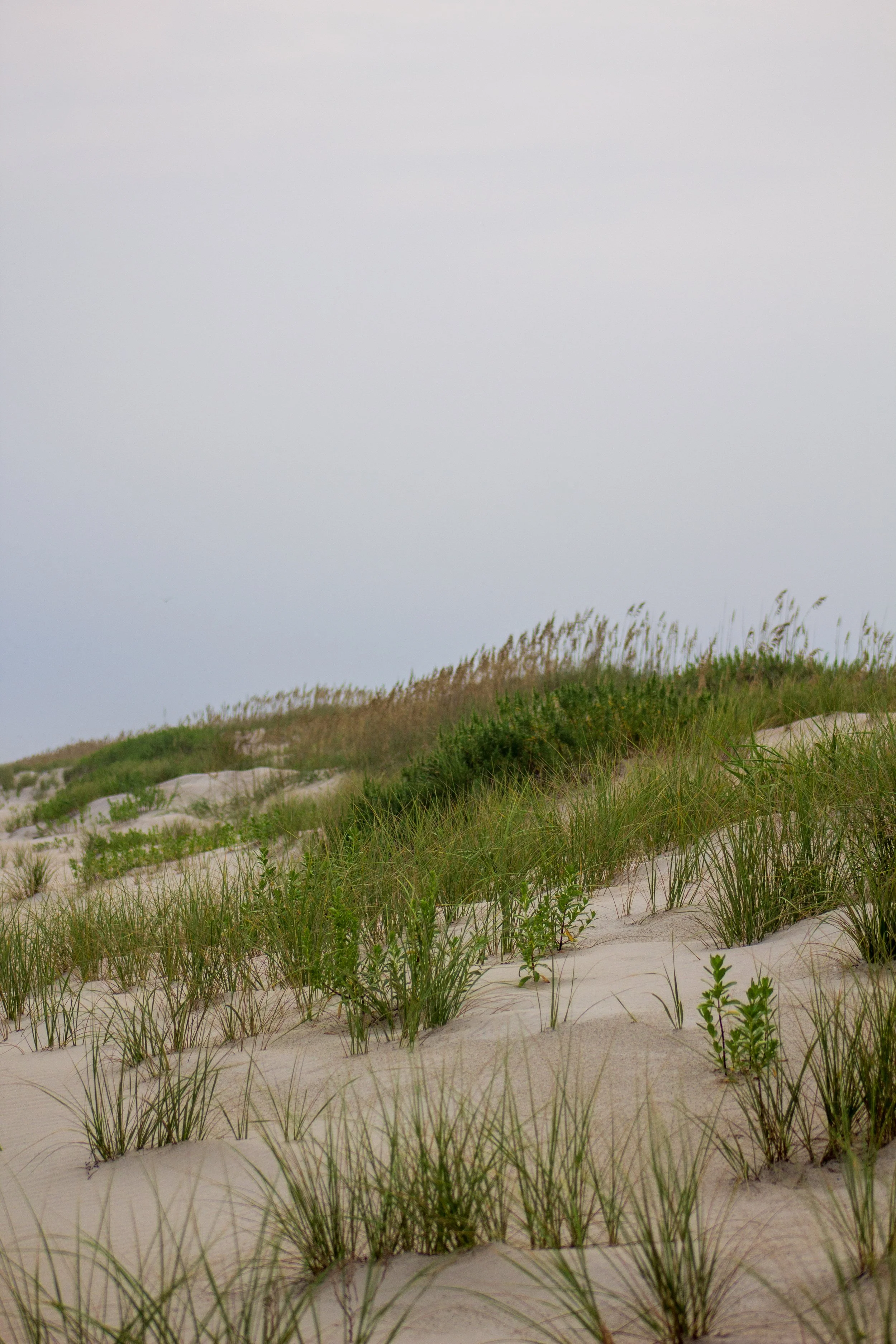 1:10 Ocracoke Dune Oats (Portrait).jpg