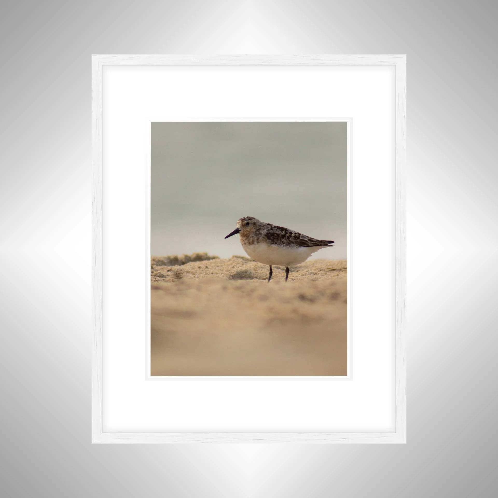 1:1 Spotted Sanderling in Hatteras- White w: Border.jpg