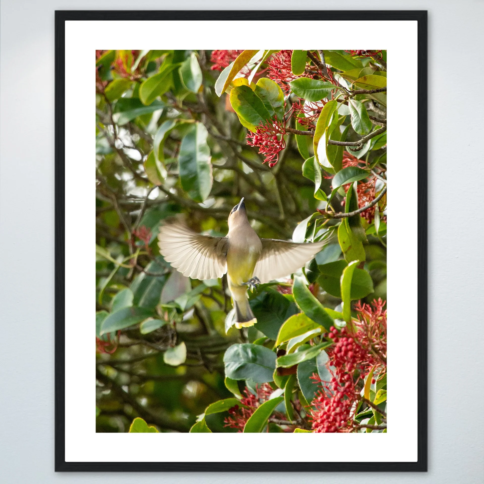 1:10 Cedar Waxwing Picking Berries- Wood w: Border.jpg