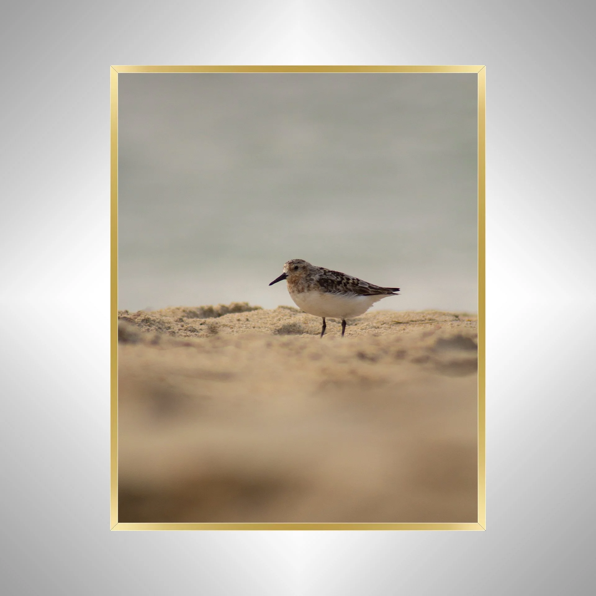 1:1 Spotted Sanderling in Hatteras- Gold.jpg