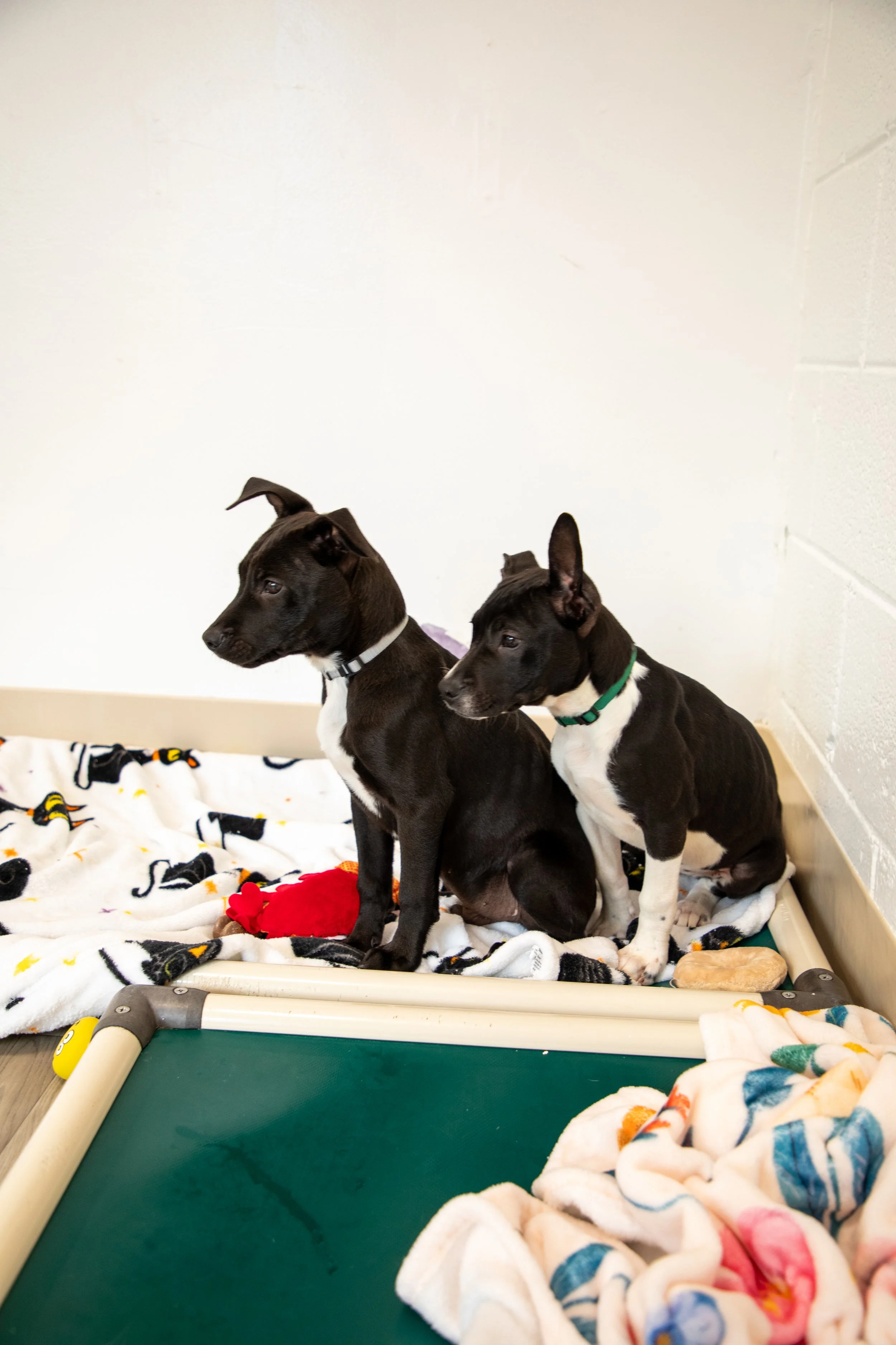 Will Locke Pet Photography- HopeForLife Unwatermarked4.jpg