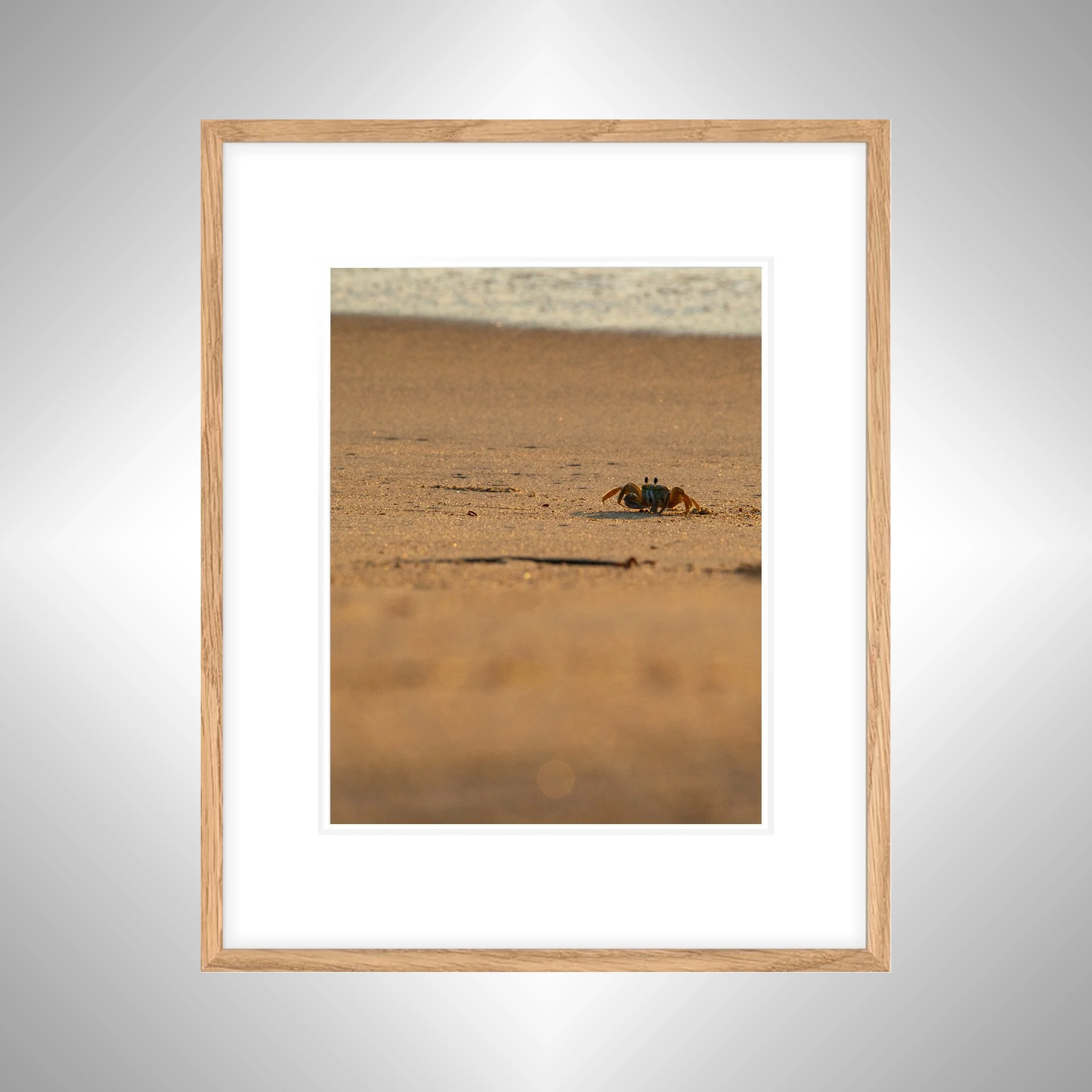 1_1 Golden Hour Ghost Crab in Kitty Hawk, NC- White Wood w_ Border natty.jpg