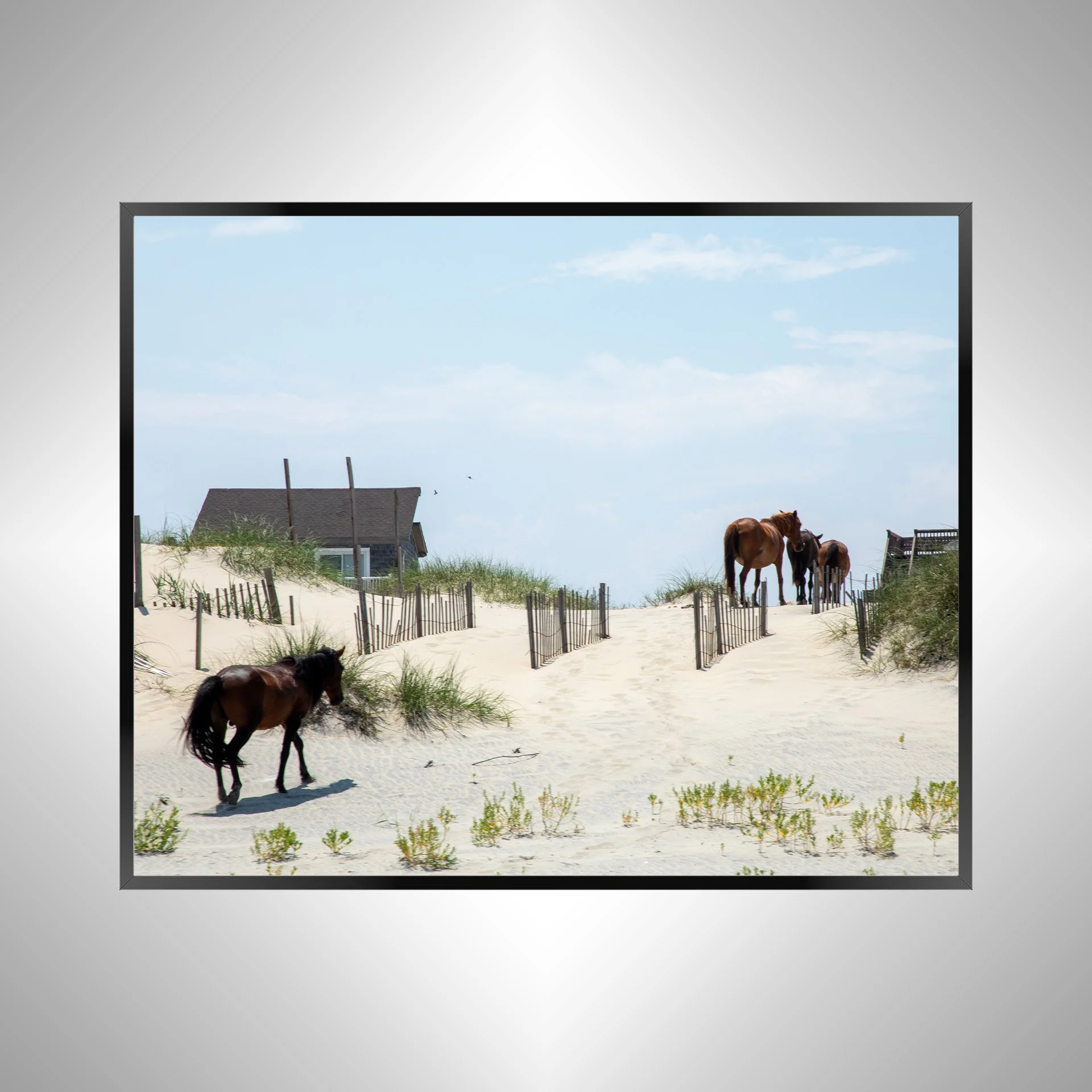 1/1 Wild Horses in OBX (Carova, NC)