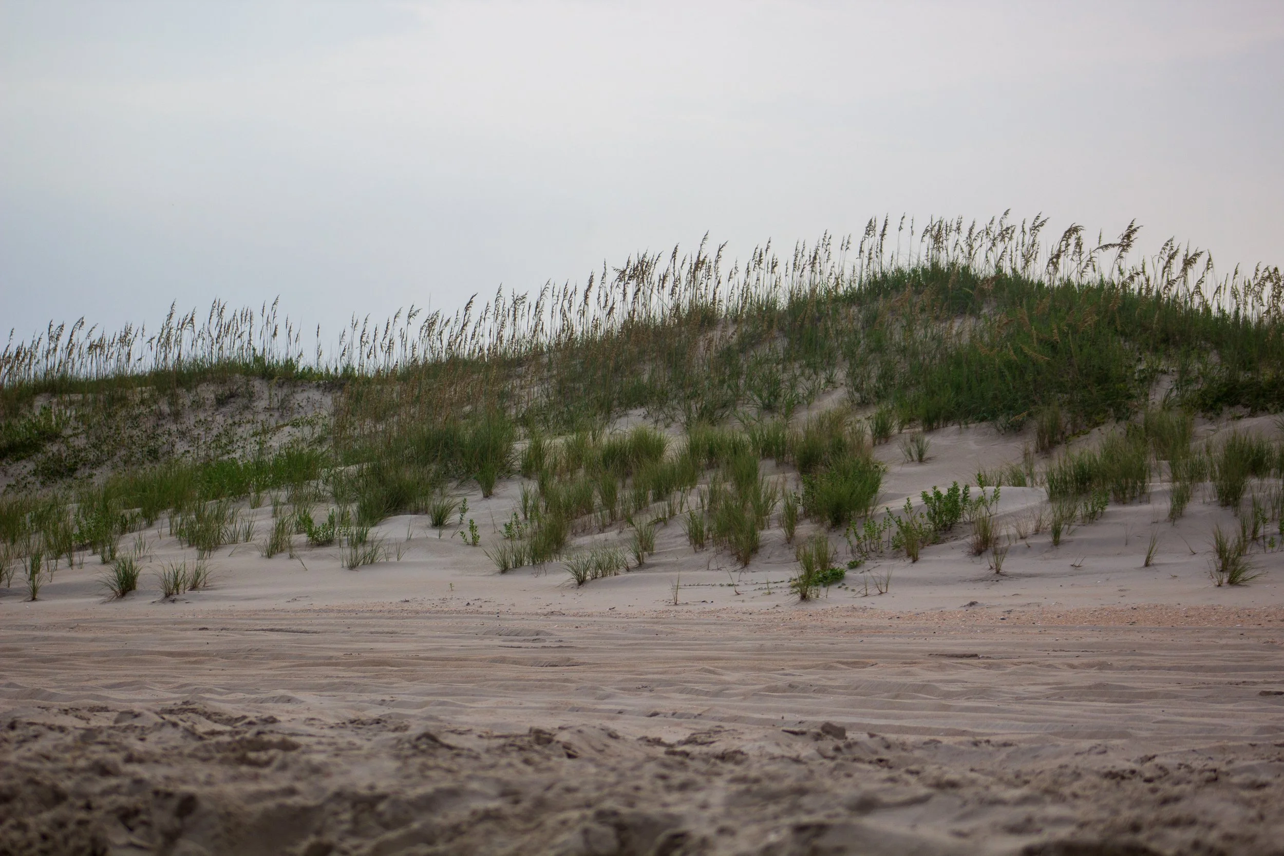 1:10 Ocracoke Dune Oats (Landscape).jpg
