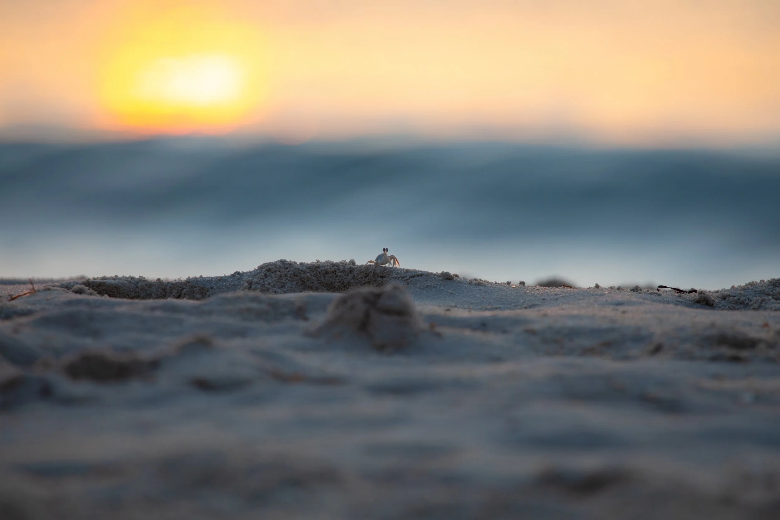 1:10 Ghost Crab Watching Wavebreak in Duck, NC.jpg
