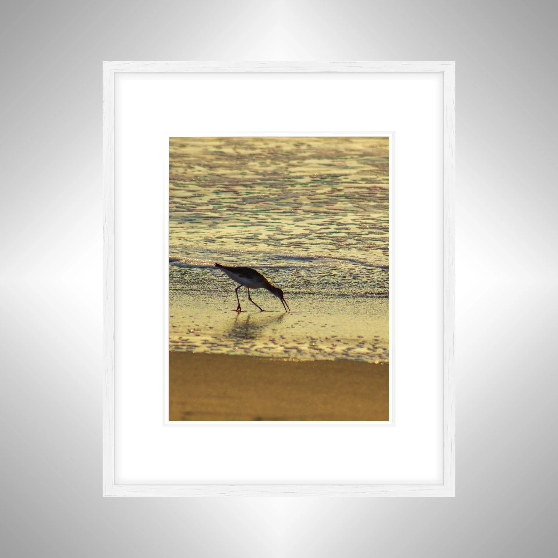 1:1 Willet Eating at Sunrise- White w: Border.jpg