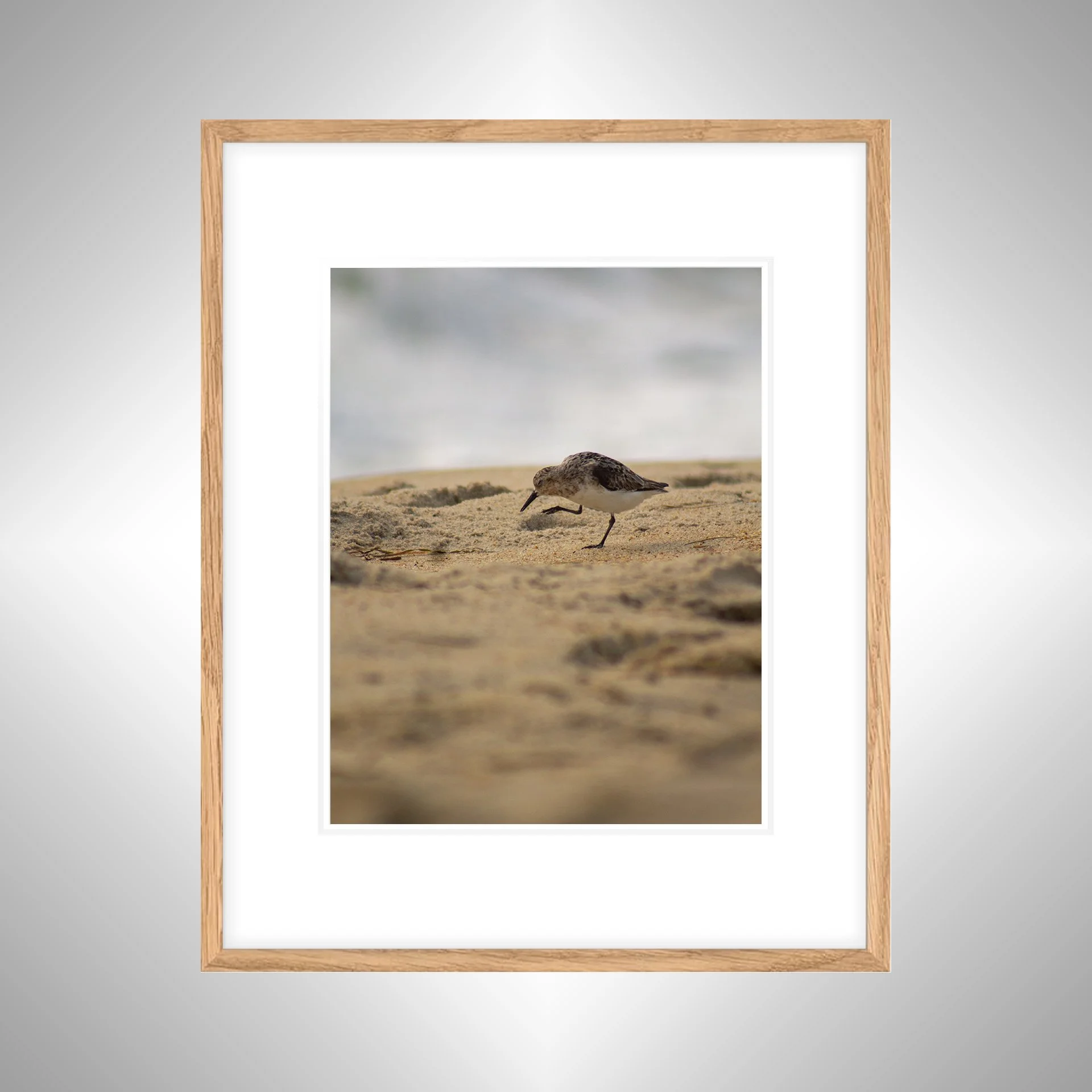 1:1 Rodanthe Sanderling Itching- White w: Border copy NATTY.jpg