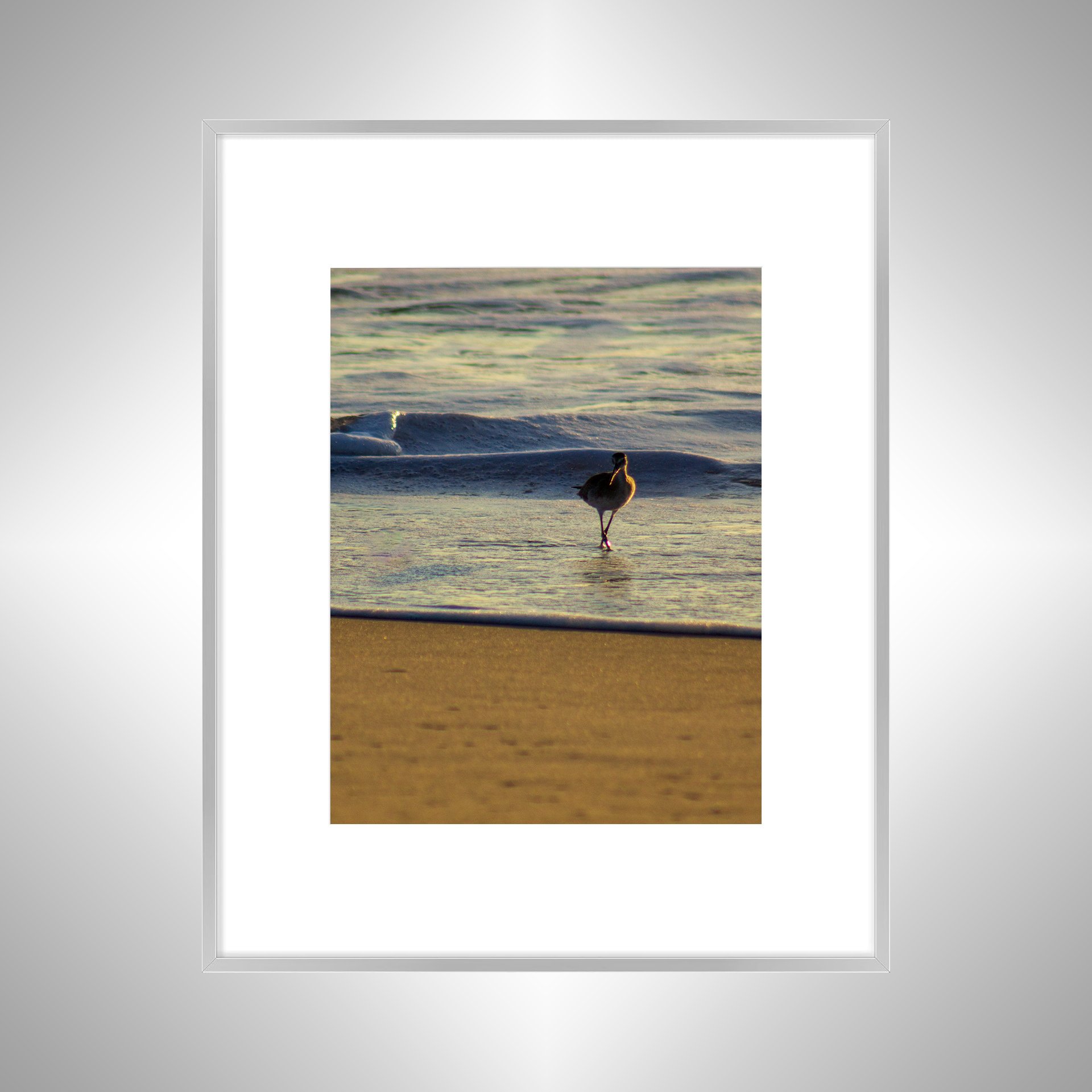 1:1 Willet at Sunrise- Silver w: Border.jpg