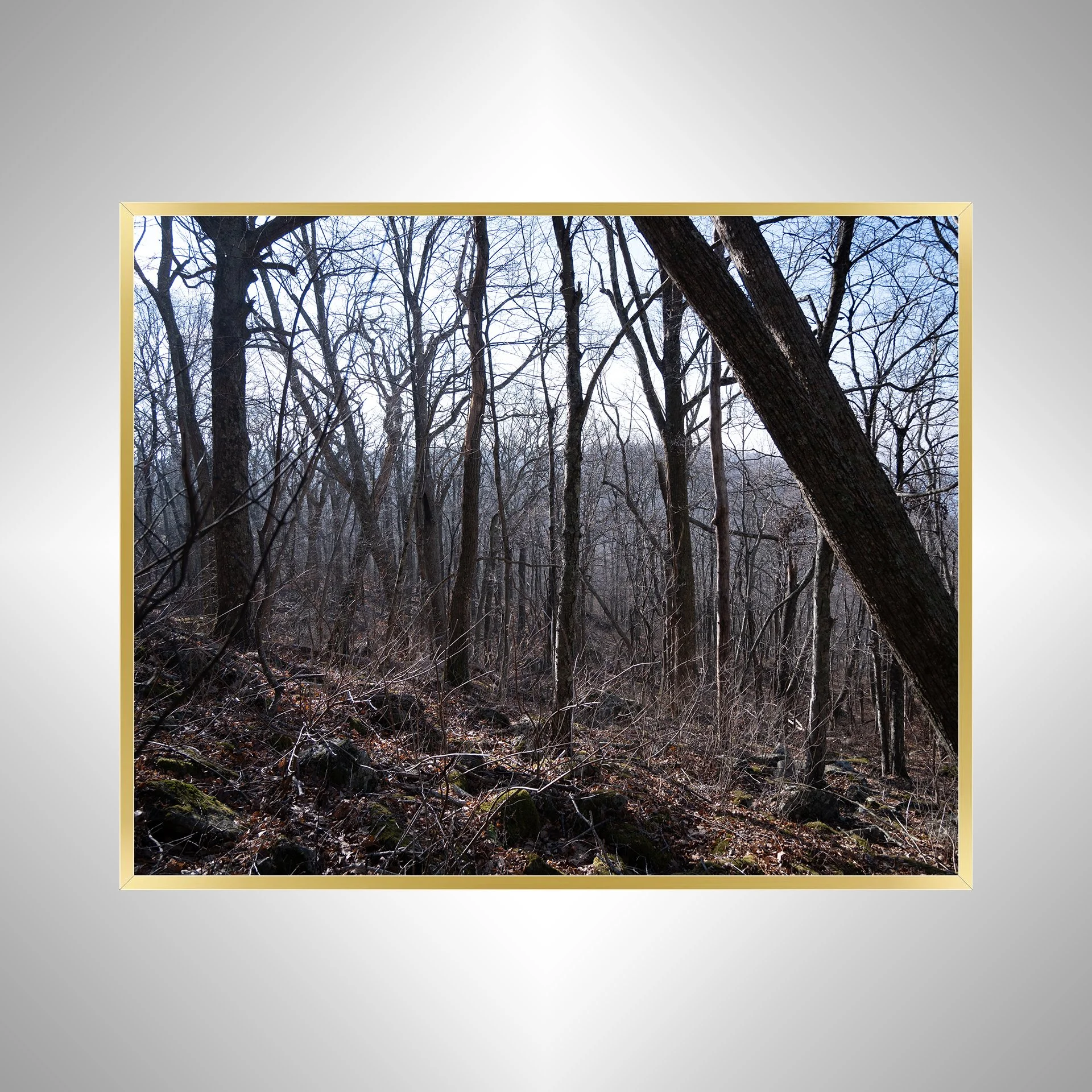 1:1 Shenandoah Trees- Gold.jpg