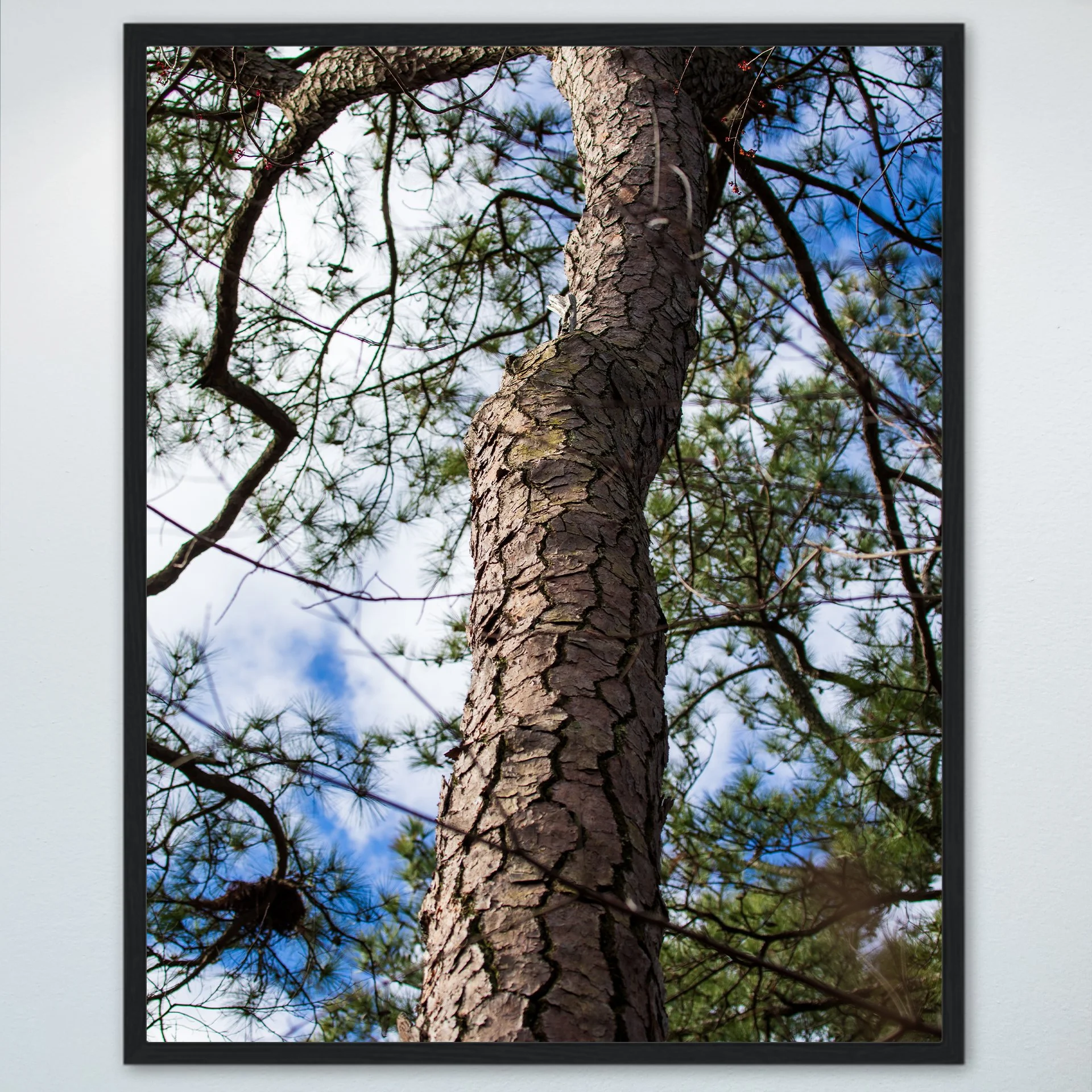 1:1 Seashore State Park Pine Tree Bark- Wood.jpg