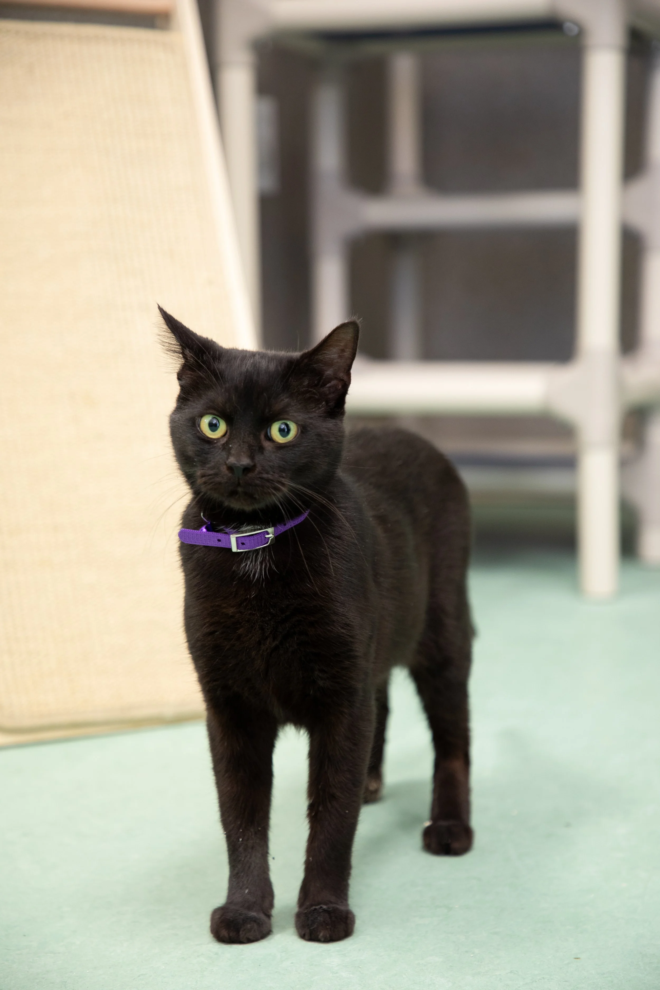 Will Locke Pet Photography- HopeForLife-1 Unwatermarked.jpg