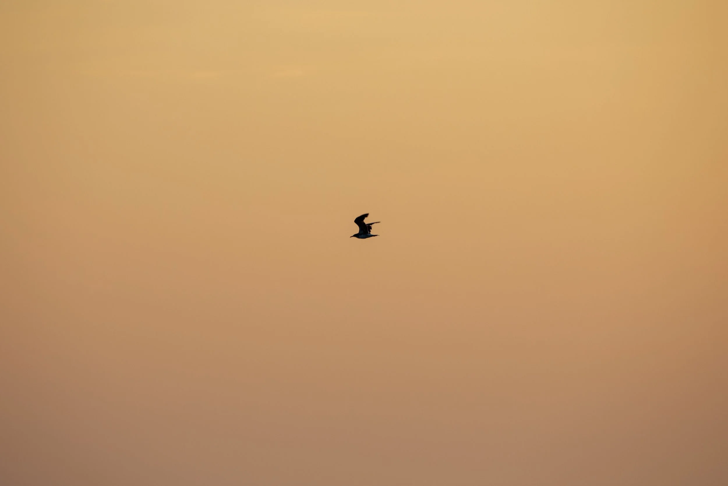 1:10 Orange Side Glider in Duck, NC.jpg