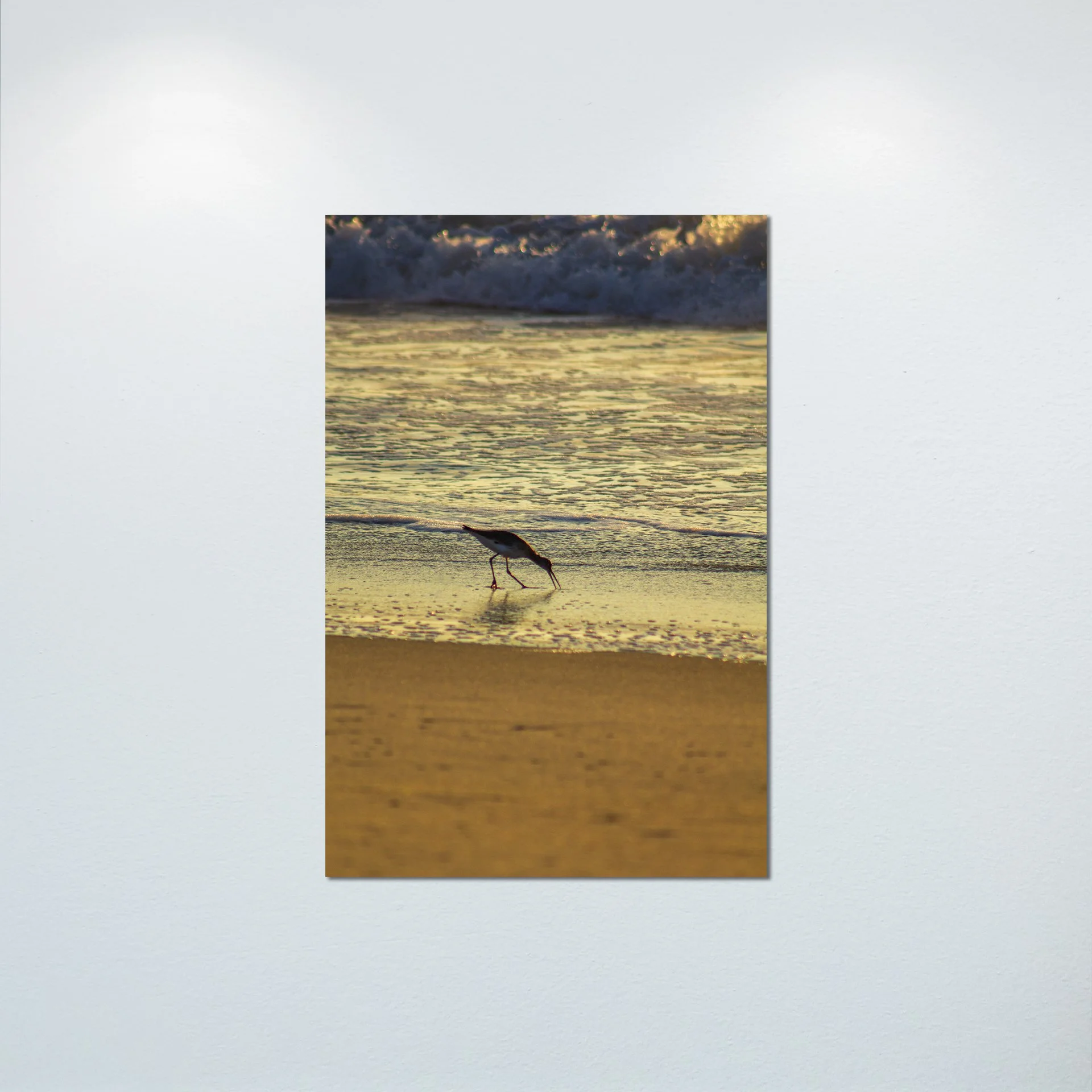1:1 Willet Eating at Sunrise- Poster & Canvas.jpg