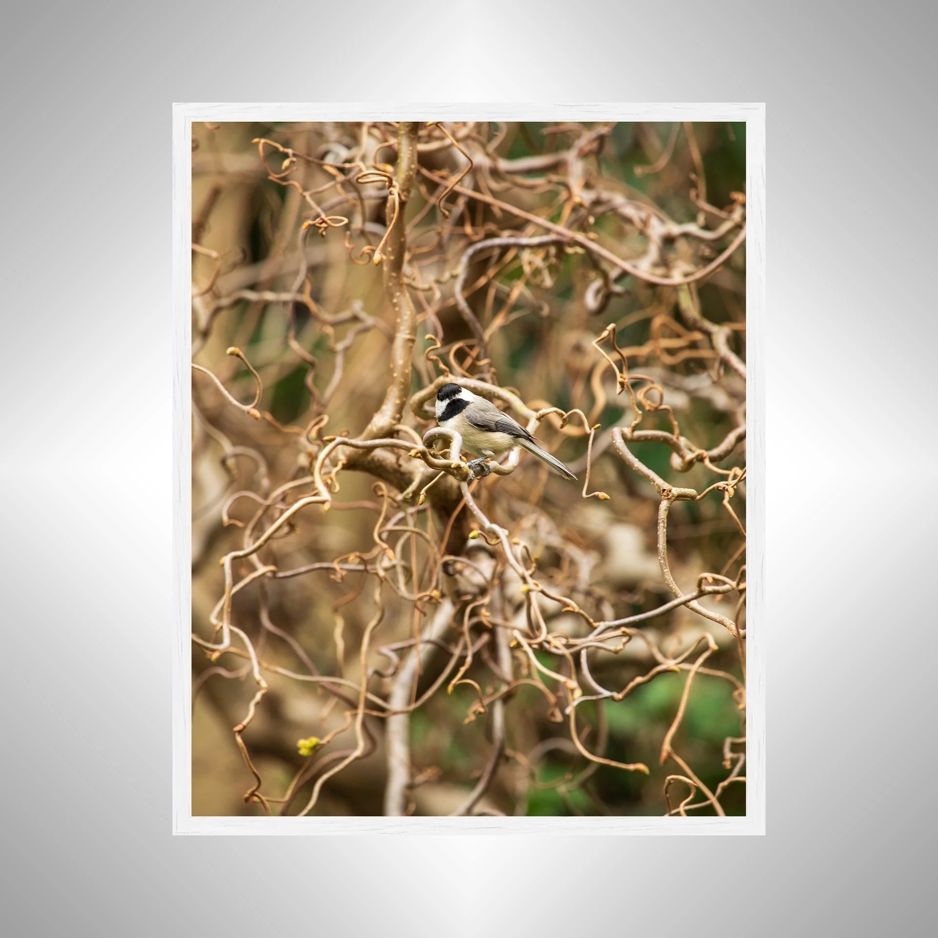 1:1 Carolina Chickadee Staredown- White Wood.jpg
