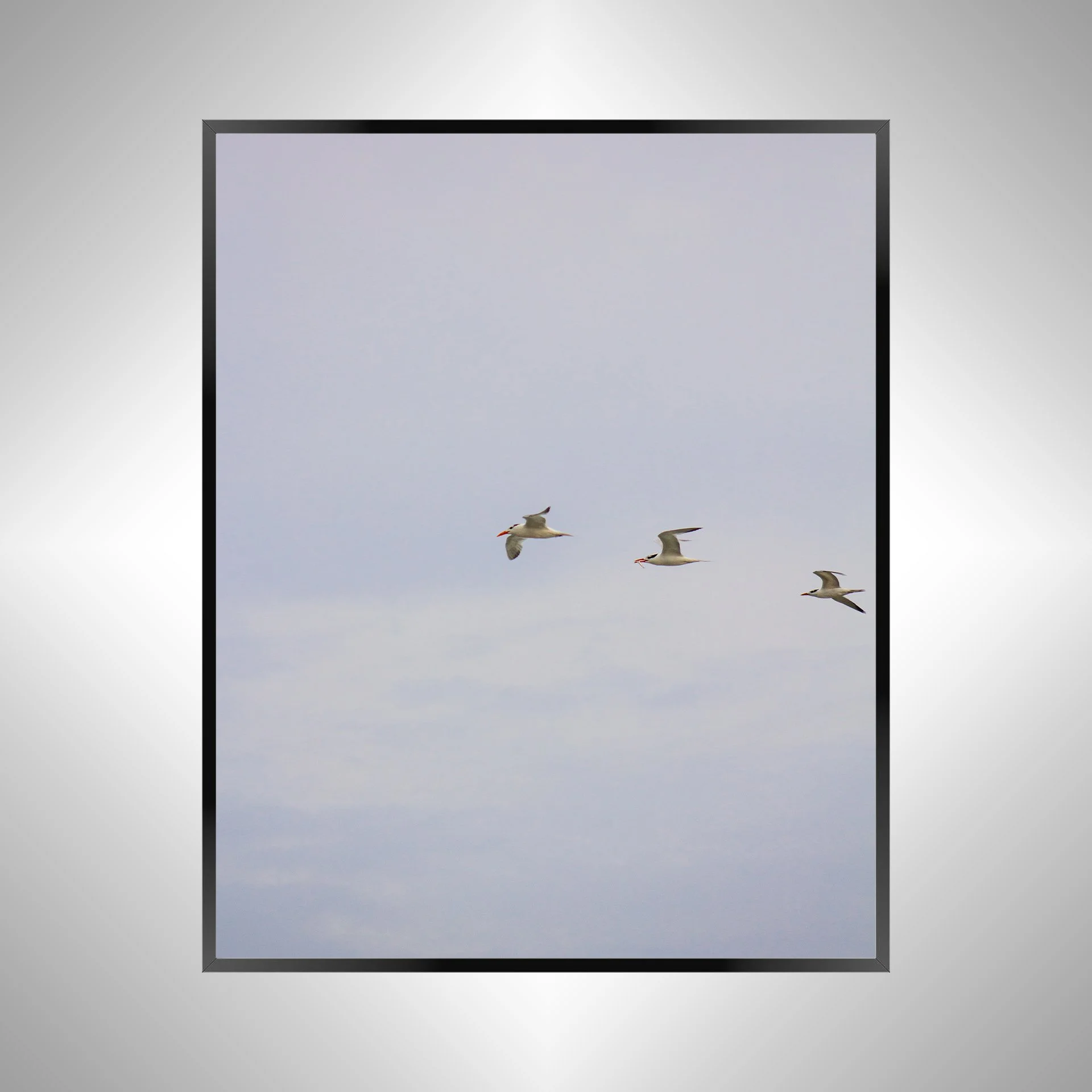 1/1 Trio of Common Tern with Fish