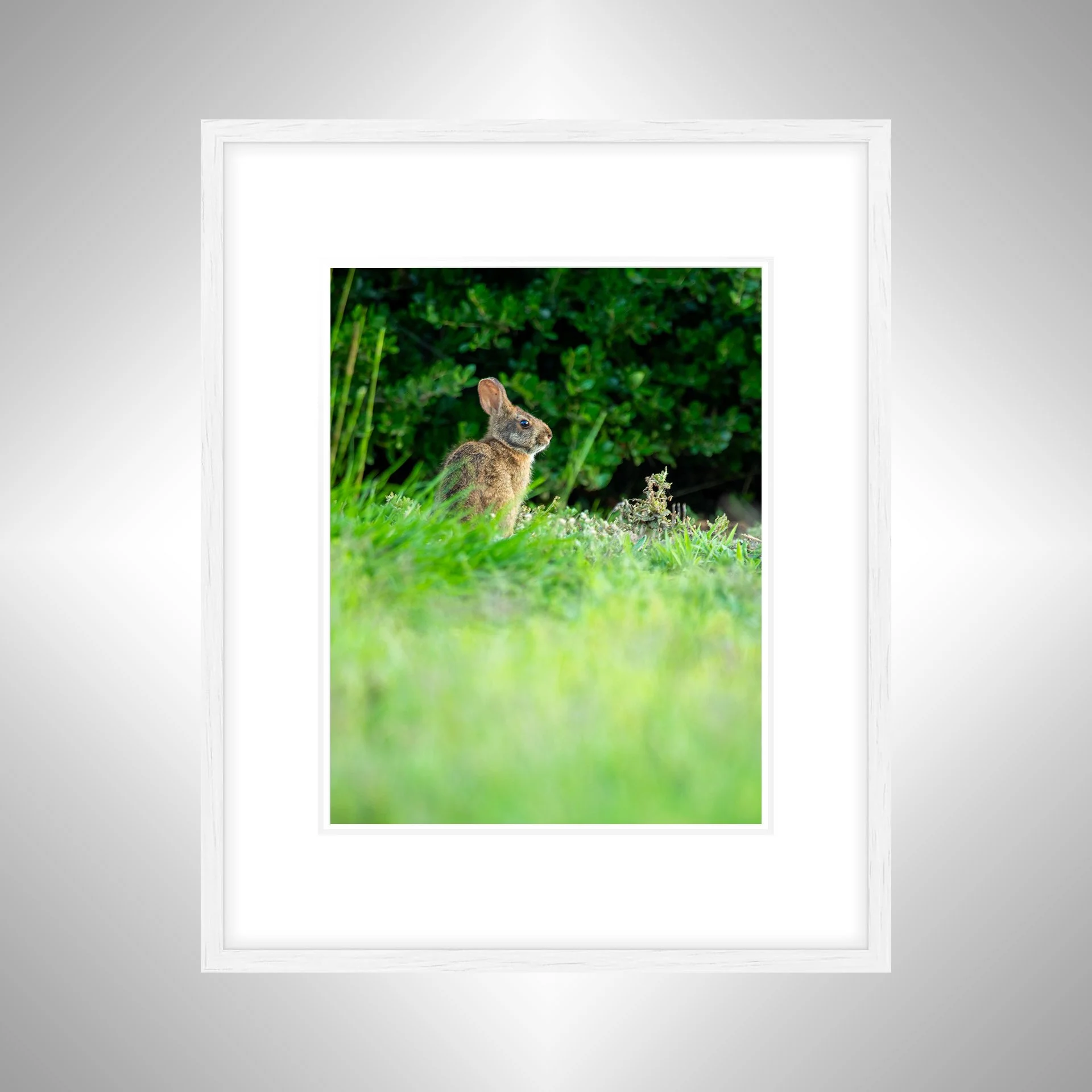 1:1 Dune Bunny in Duck, NC (Portrait)- White Wood w: Border.jpg