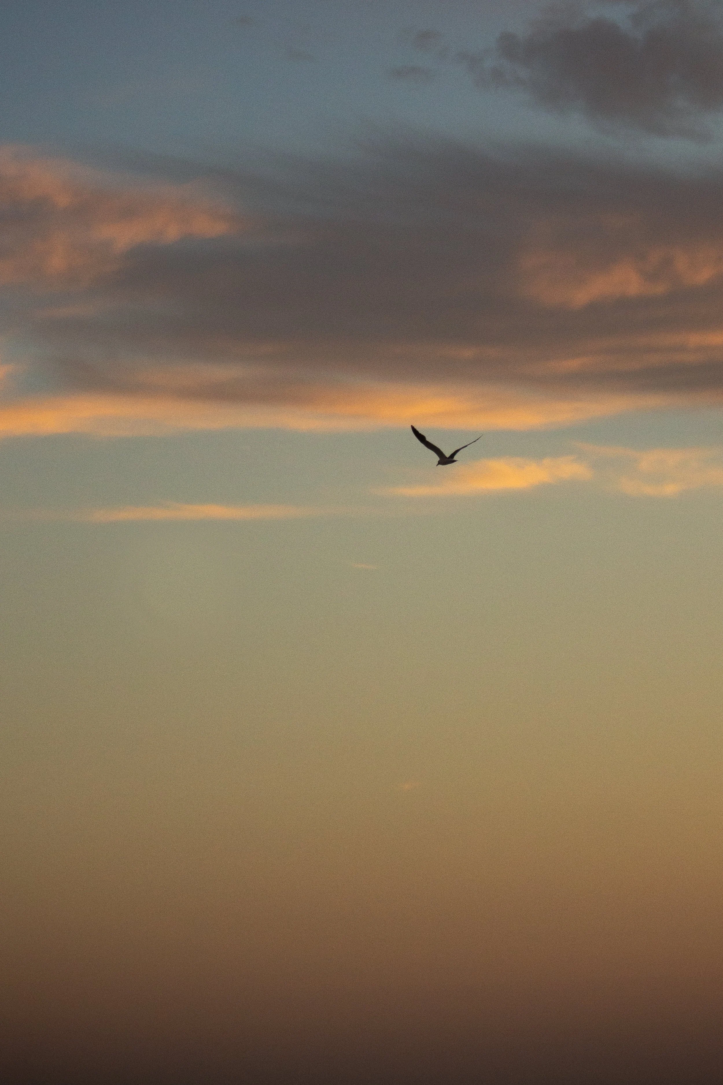 1:1 Seagull Soaring Gradient.jpg