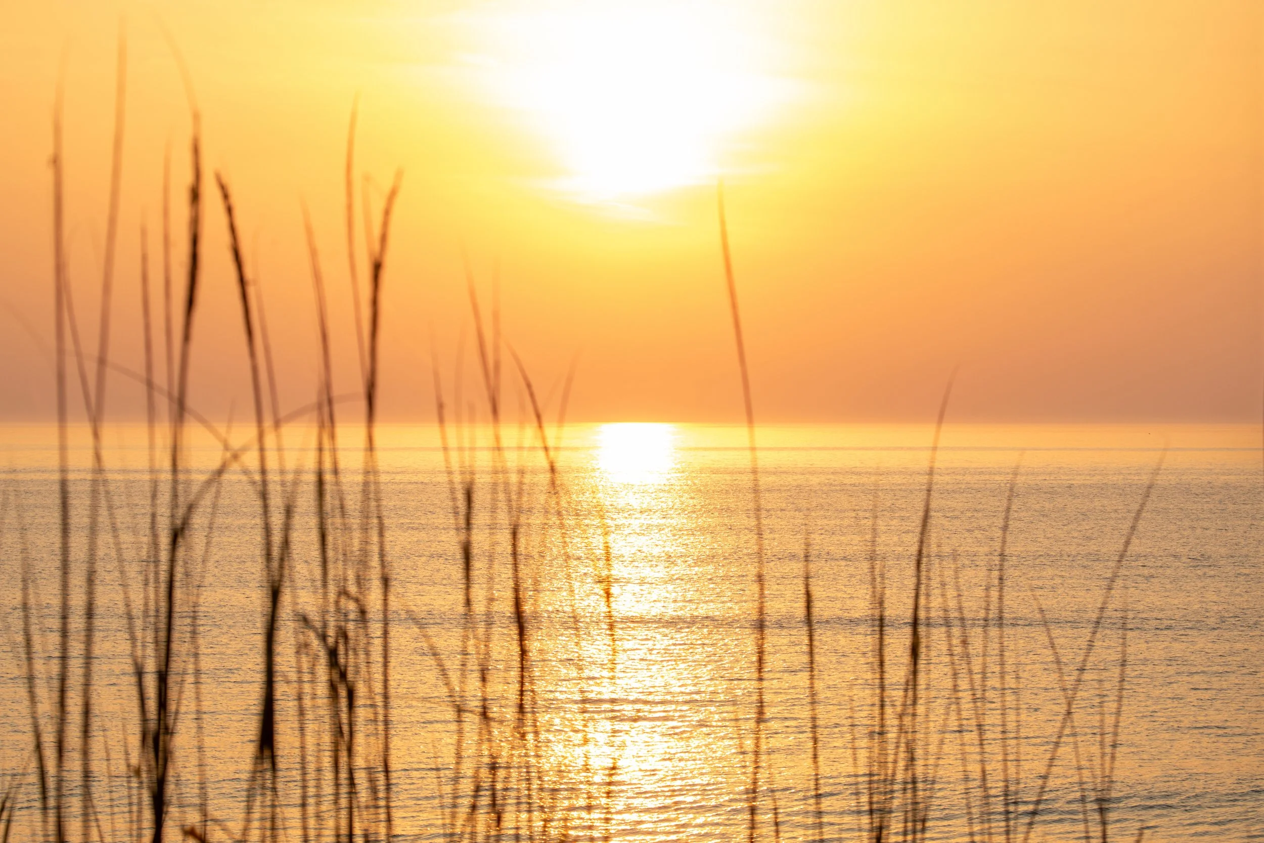 1:1 Sunrise thru Dunegrass.jpg