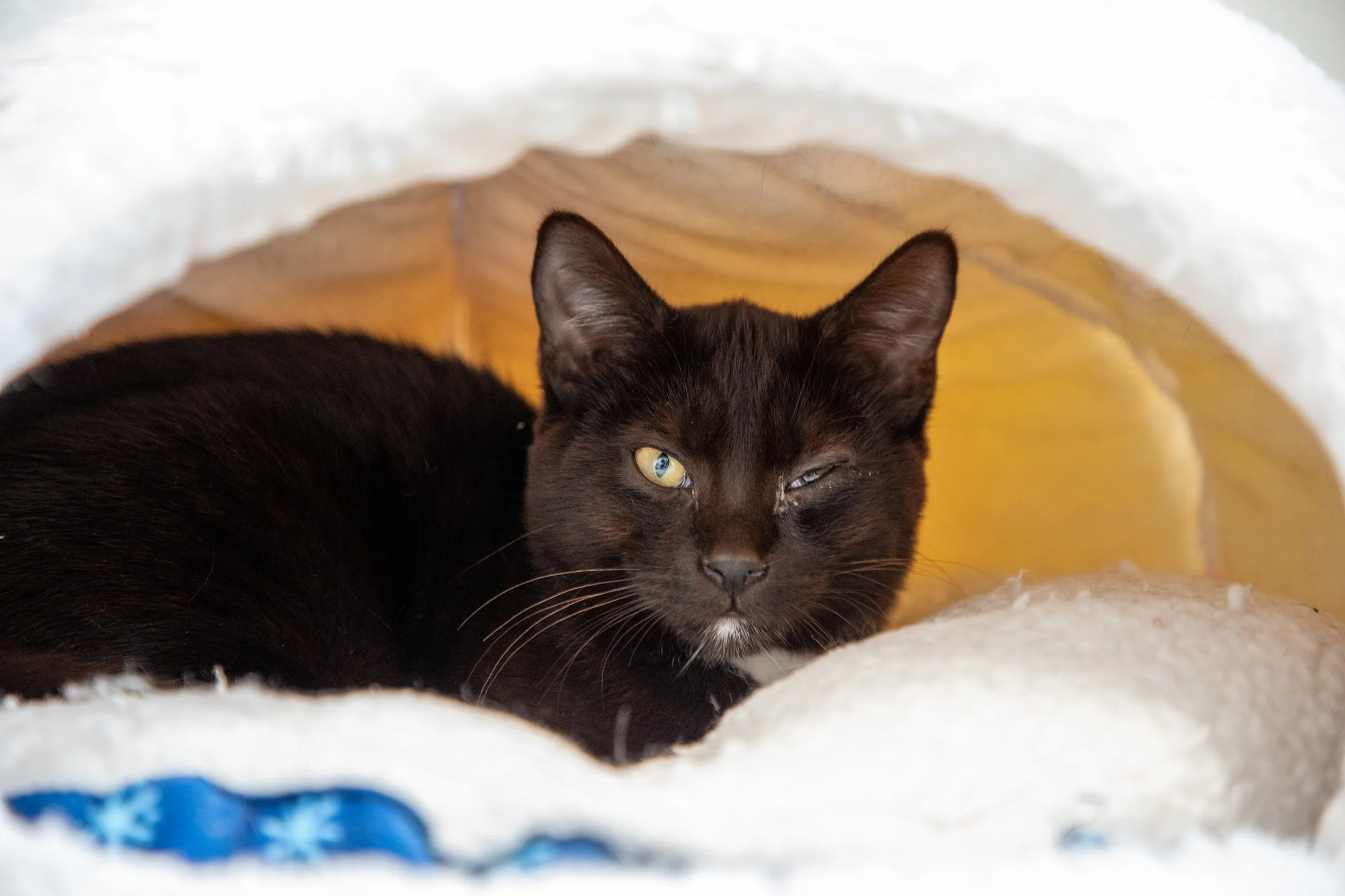 Will Locke Pet Photography- Hope For Life 12:28:2025 107.jpg